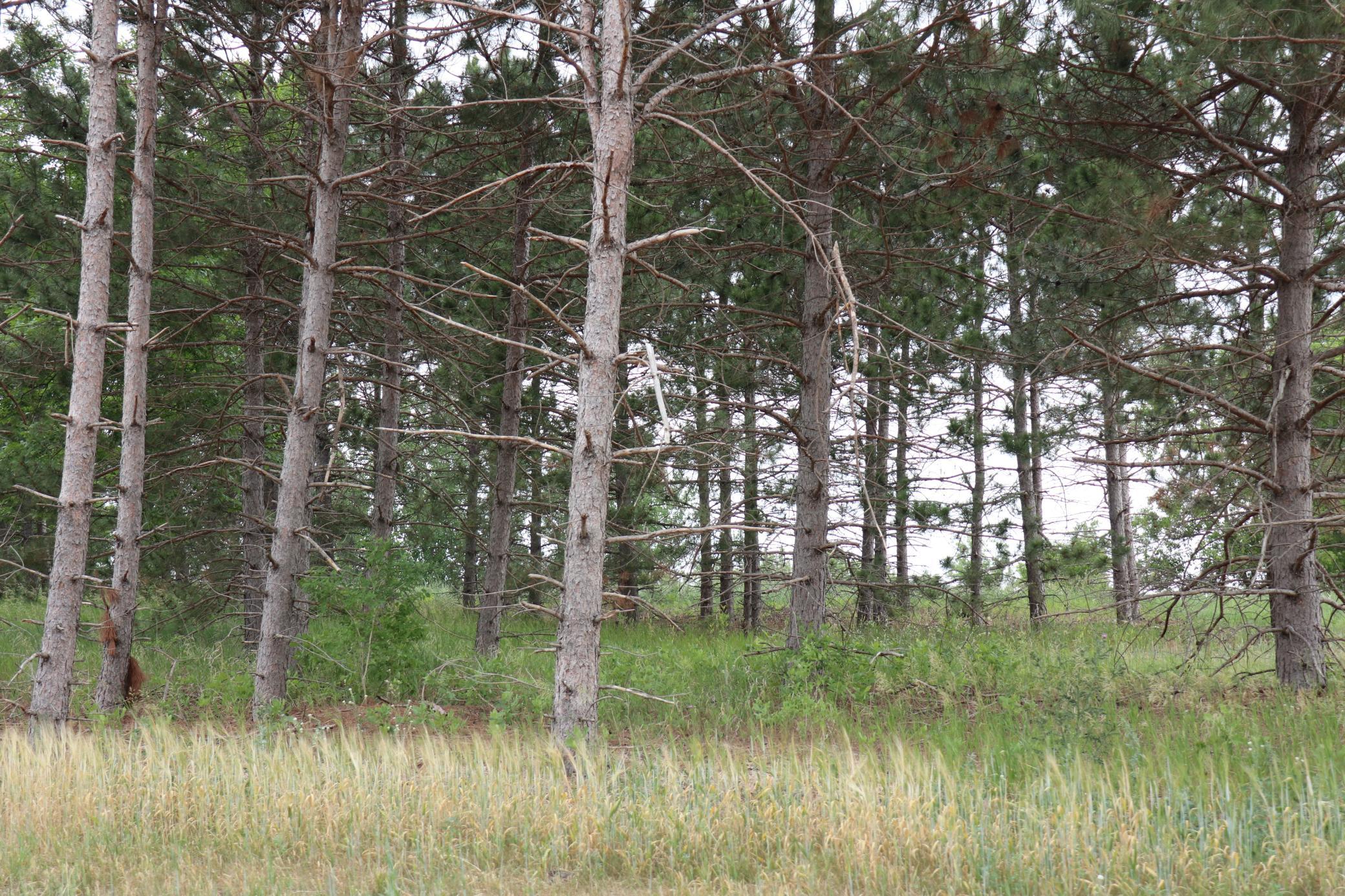 land for sale at 1941 Long Pine Drive in Detroit Lakes, MN (photo 8 of 12)