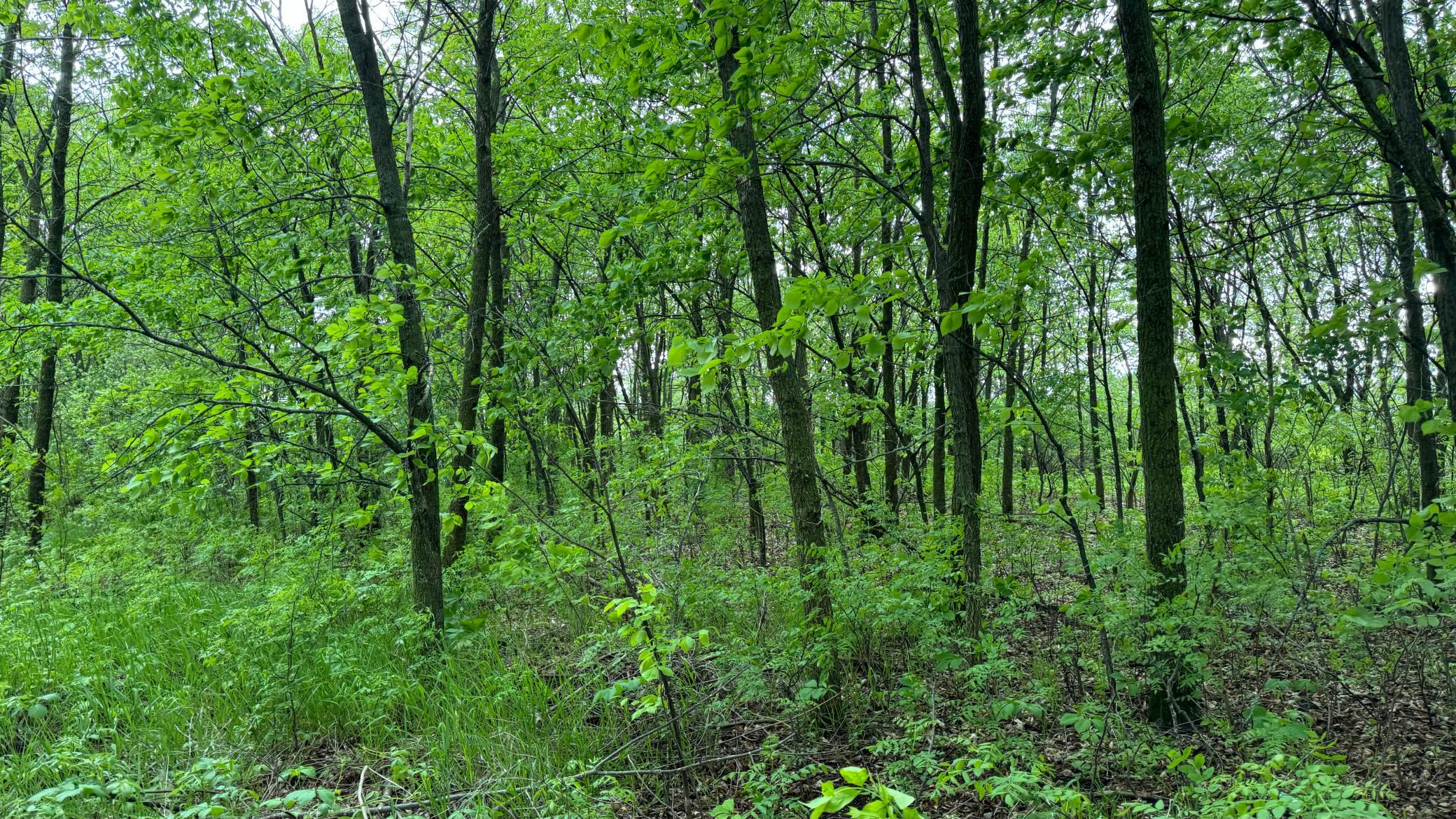 land for sale at Lot 16 Sunset Strip NW in Alexandria, MN (photo 43 of 45)
