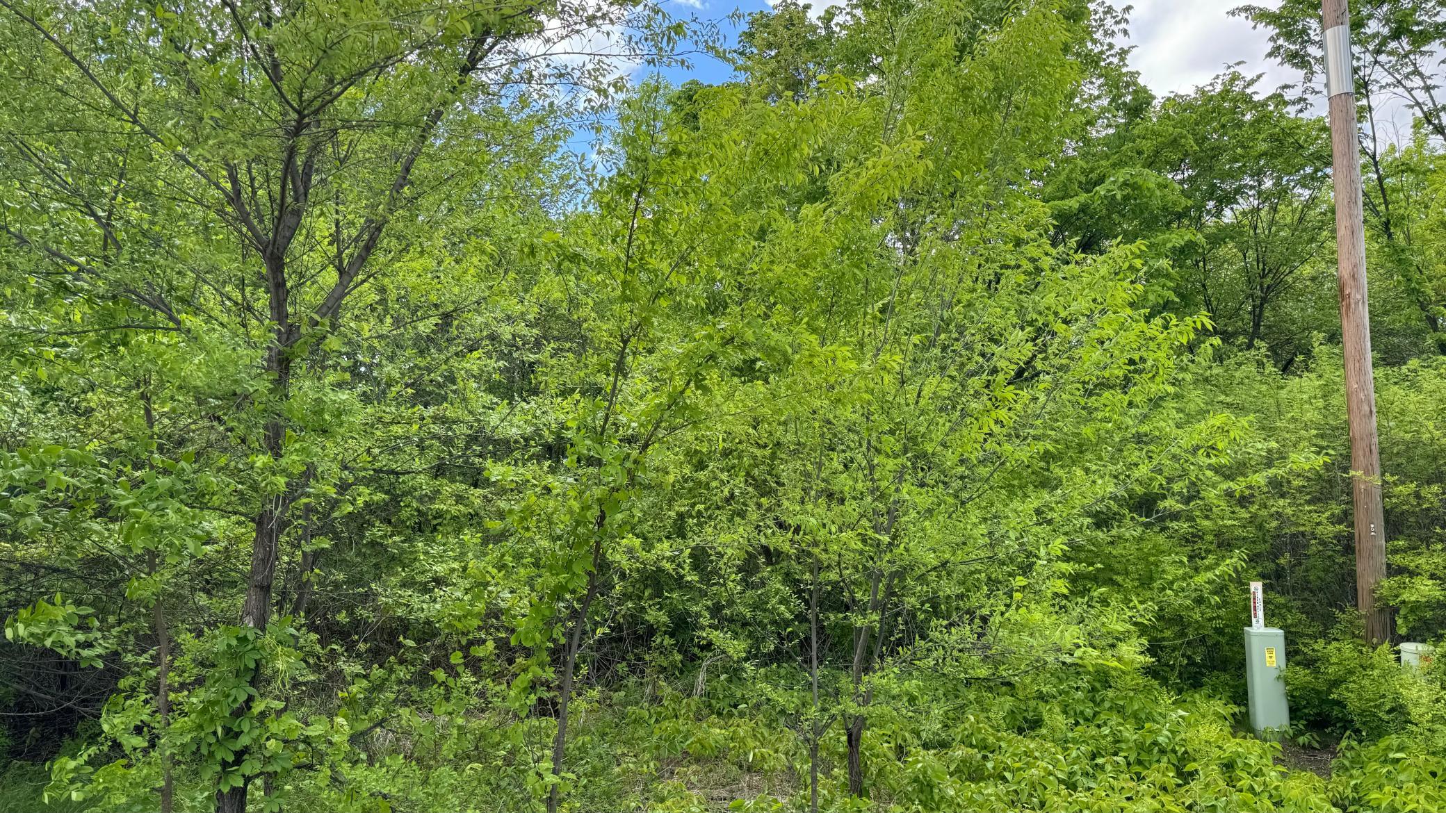 land for sale at Lot 15 Sunset Strip NW in Alexandria, MN (photo 38 of 45)