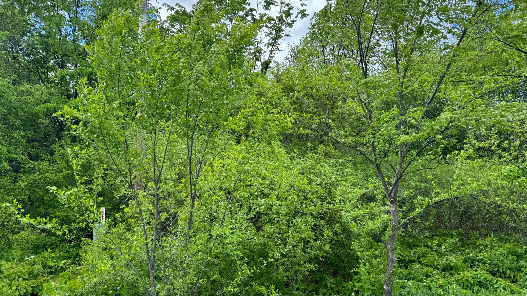 land for sale at Lot 15 Sunset Strip NW in Alexandria, MN (photo 40 of 45)
