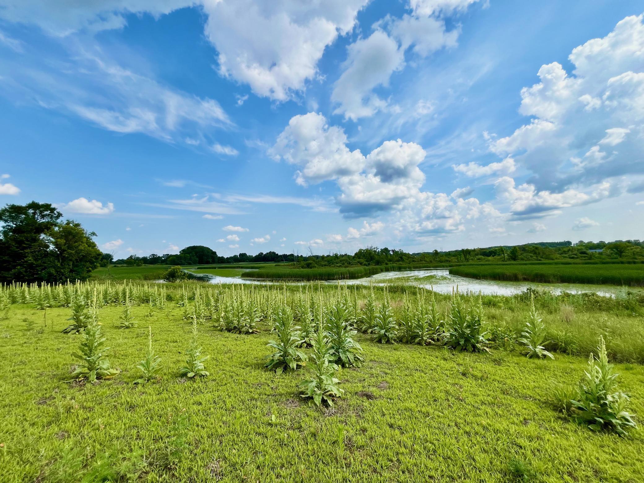 land for sale at Lot 17 Block 2 River View Trail in Pelican Rapids, MN (photo 17 of 24)