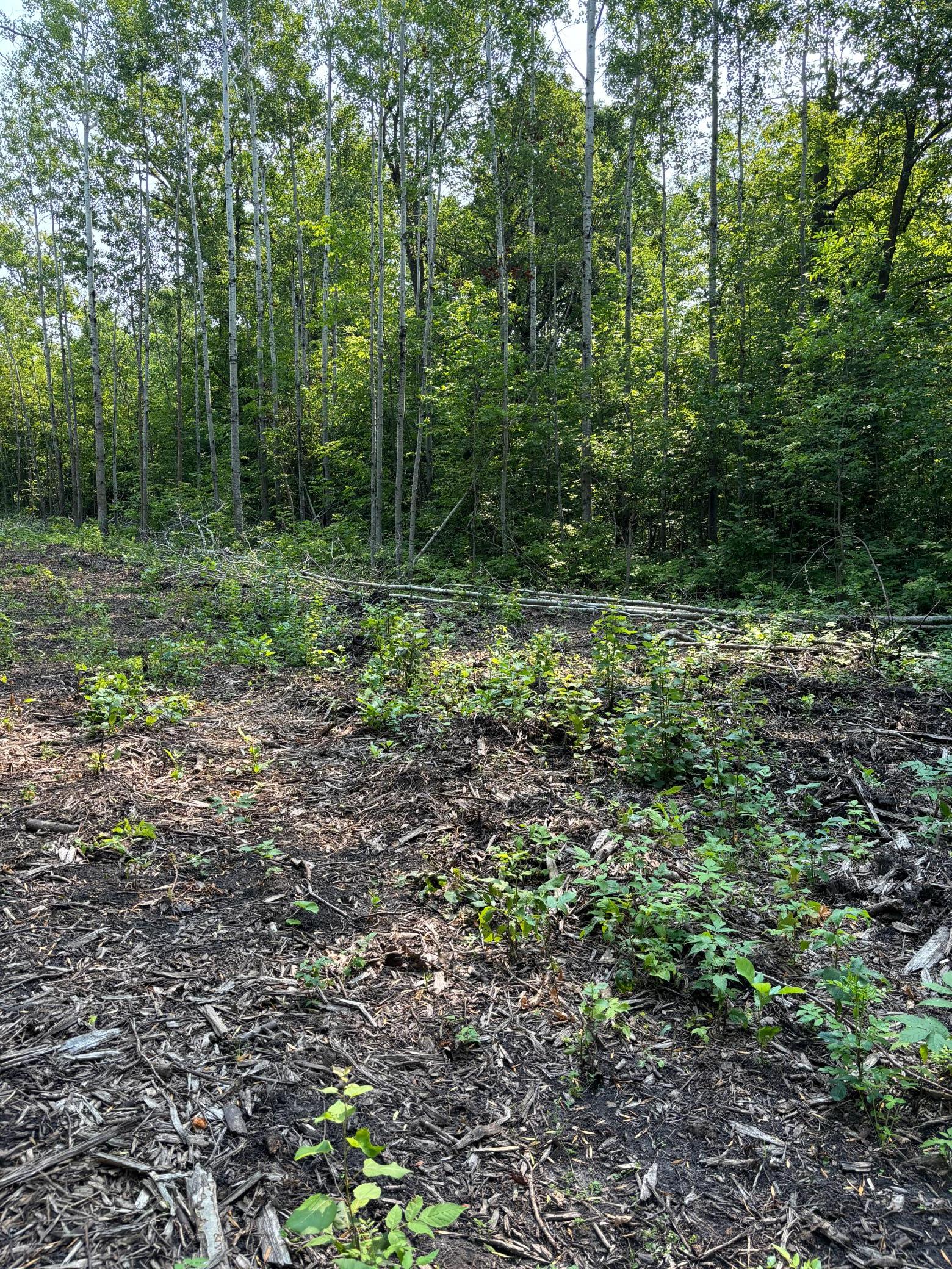 land for sale at 1246 Island Lake Resort Drive in Lengby, MN (photo 12 of 14)