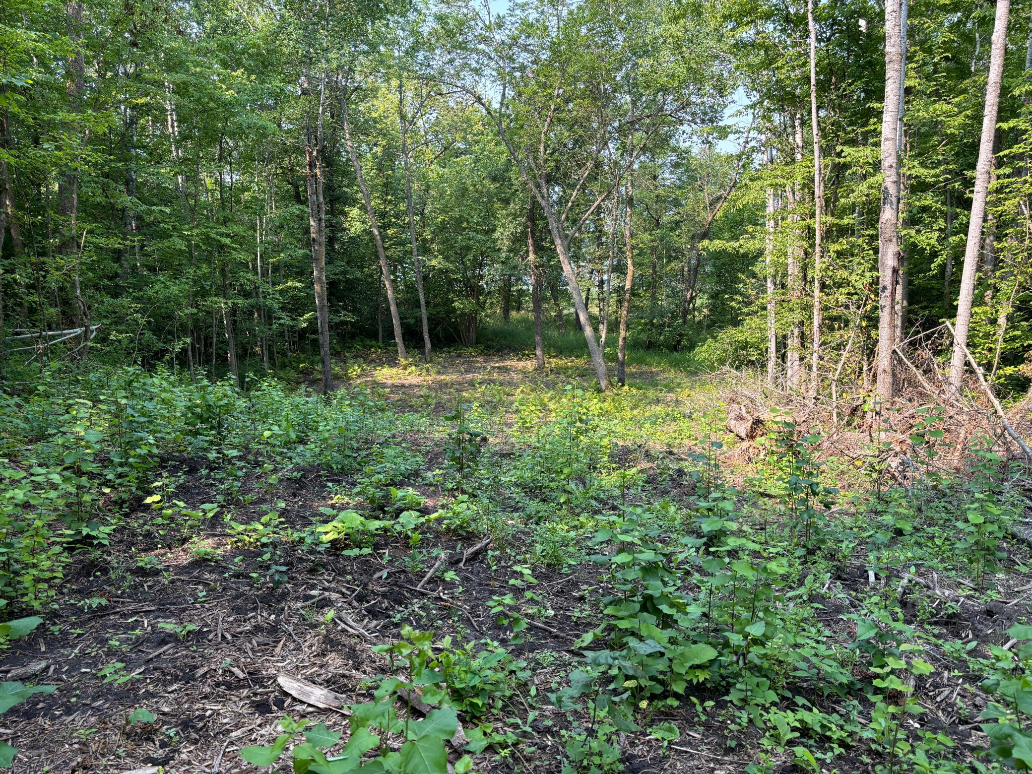 land for sale at 1250 Island Lake Resort Drive in Lengby, MN (photo 6 of 8)