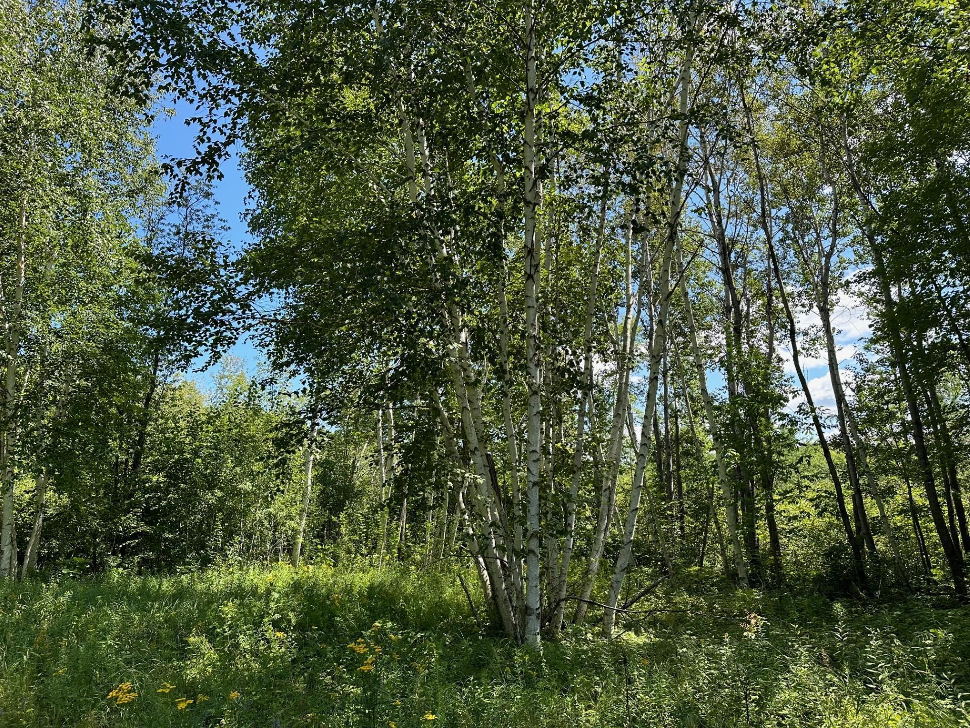 land for sale at TBD Nokay Hall Road in Brainerd, MN