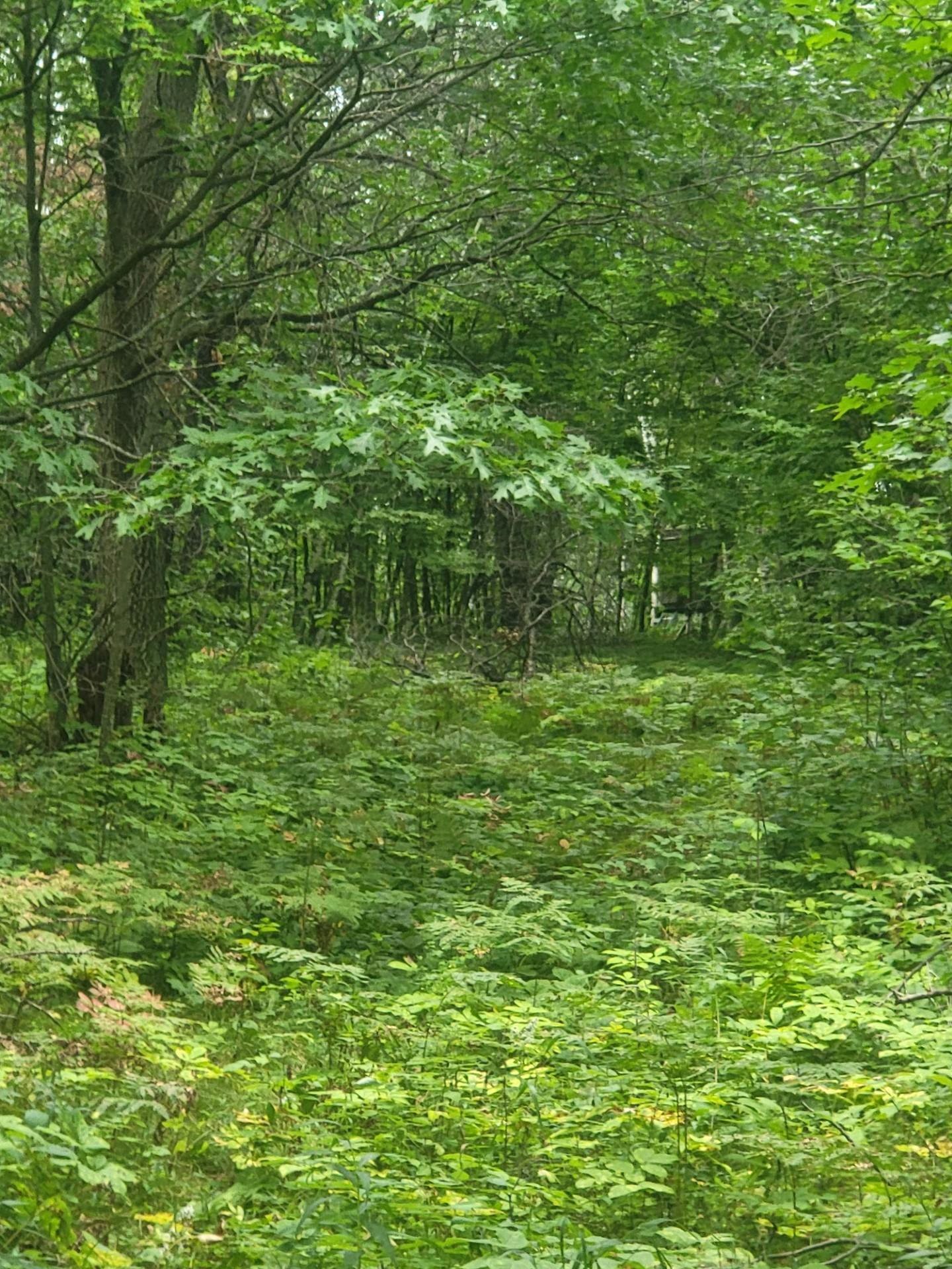 land for sale at TBD Nokay Hall Road in Brainerd, MN (photo 18 of 31)