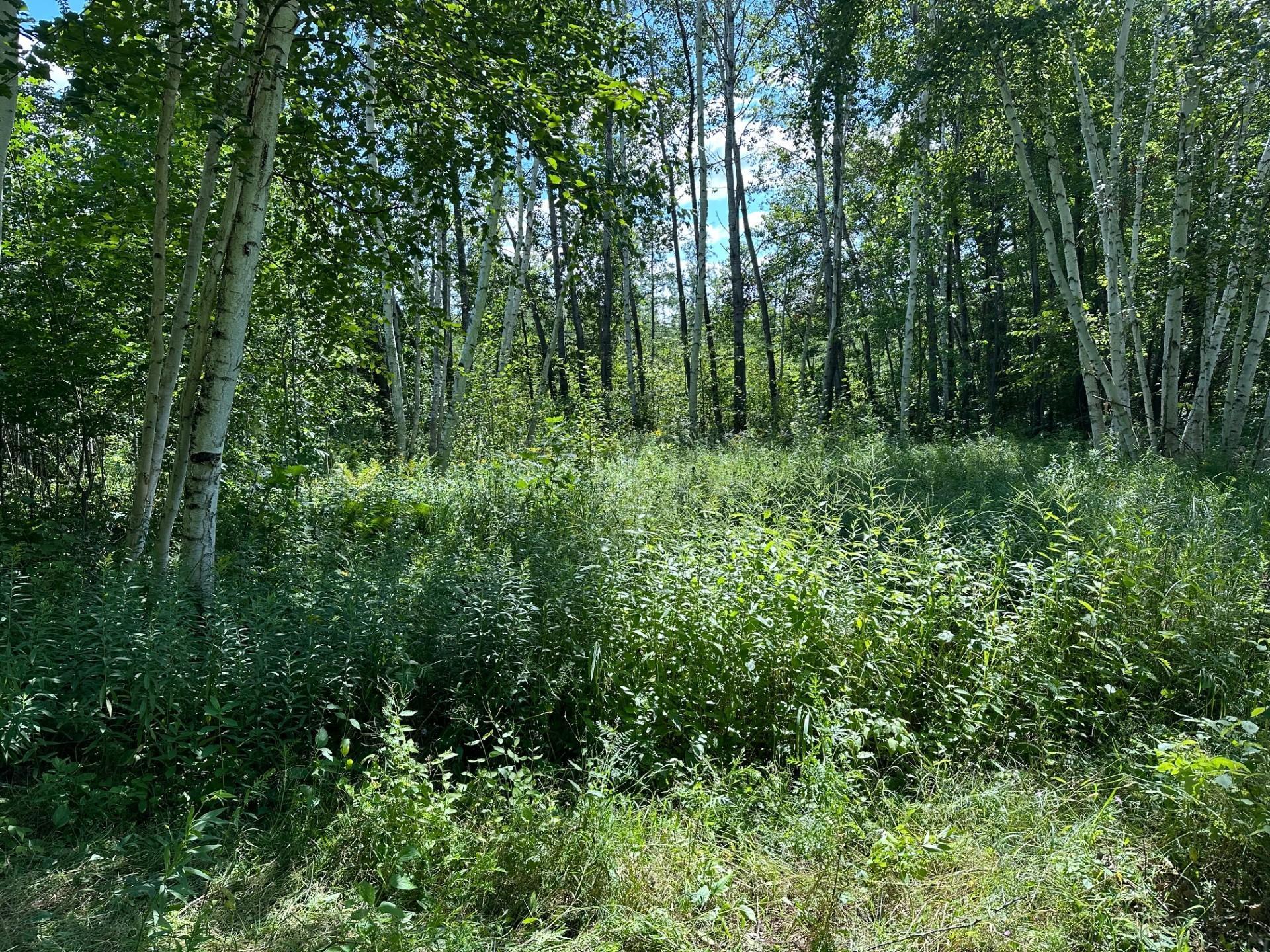 land for sale at TBD Nokay Hall Road in Brainerd, MN (photo 19 of 31)