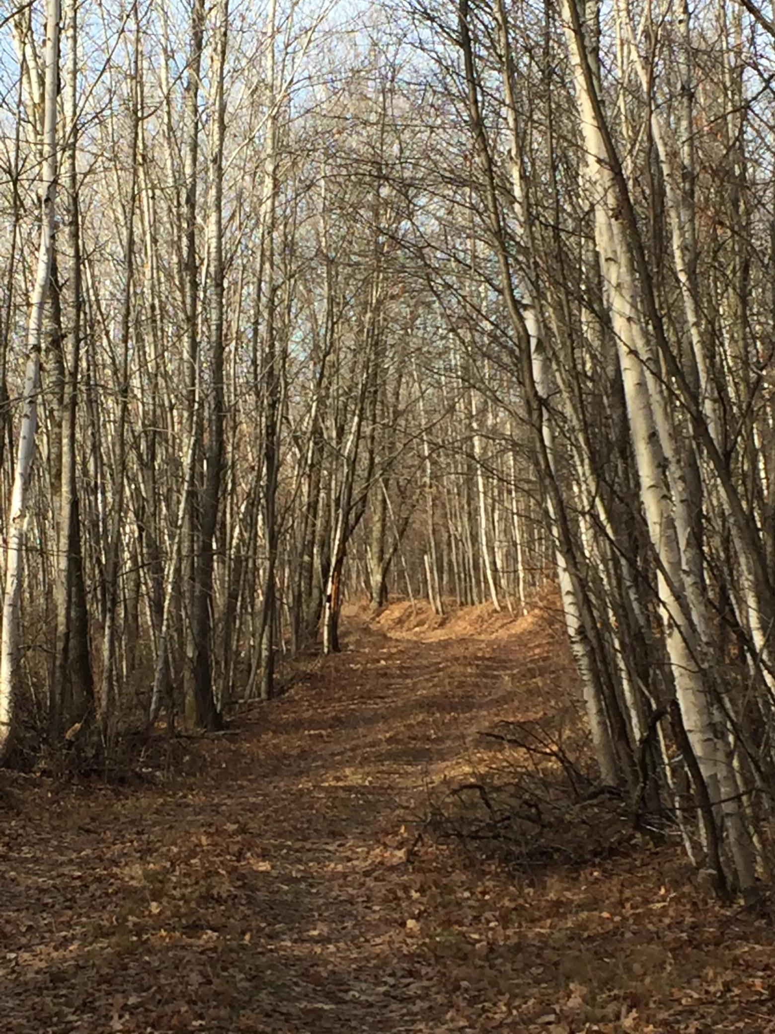 land for sale at TBD Nokay Hall Road in Brainerd, MN (photo 28 of 31)