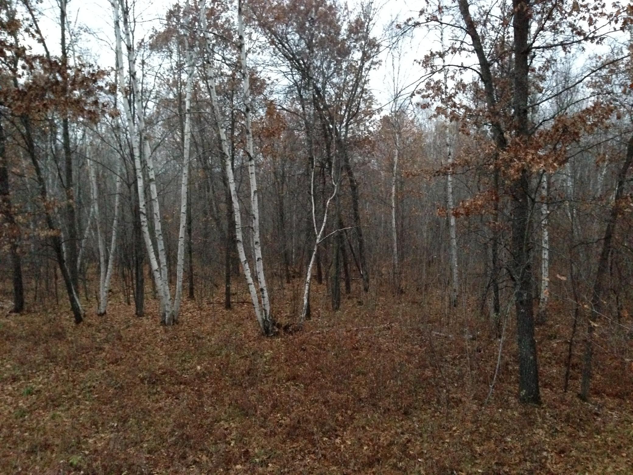 land for sale at TBD Nokay Hall Road in Brainerd, MN (photo 29 of 31)