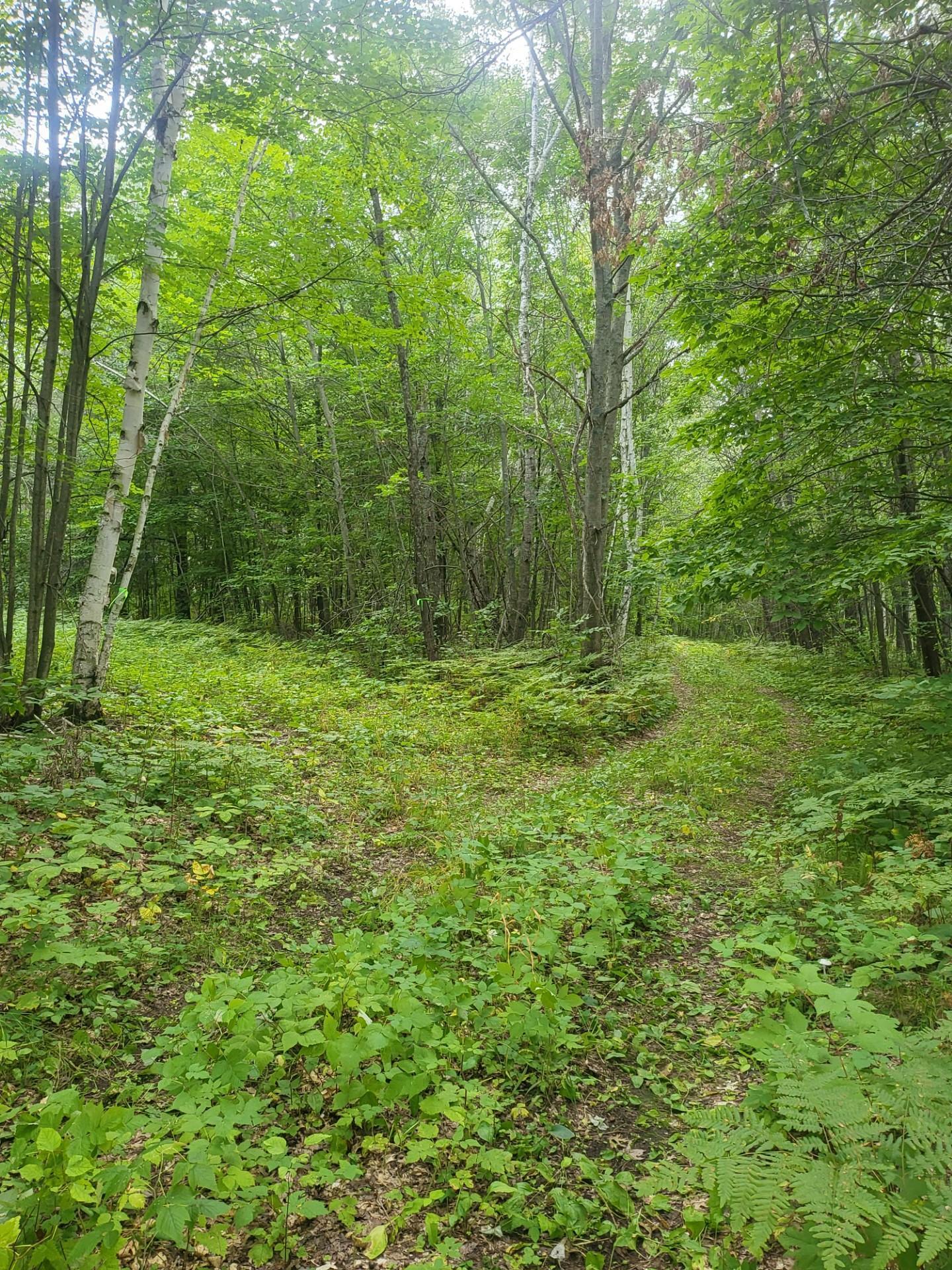 land for sale at TBD Nokay Hall Road in Brainerd, MN (photo 7 of 31)