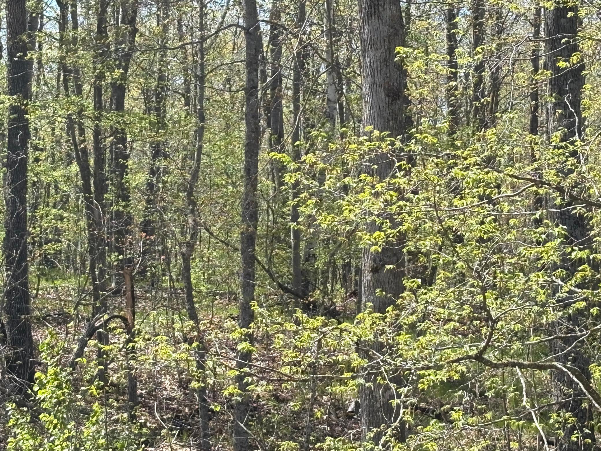 land for sale at 5xxx Banyan Drive in Garrison, MN (photo 6 of 11)