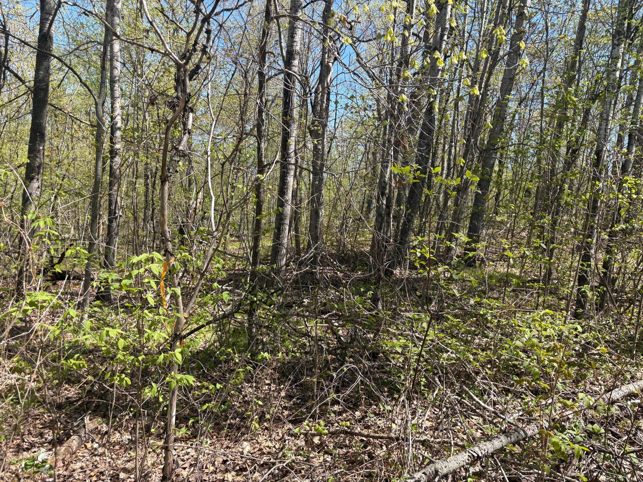 land for sale at 5xxx Banyan Drive in Garrison, MN (photo 10 of 11)