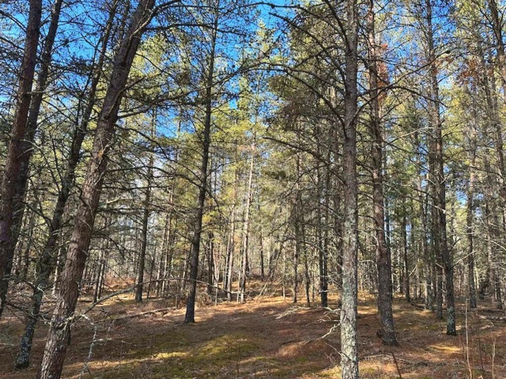 TBD Wildwood Ave, Nevis MN 56467 - Photo 11 of 12