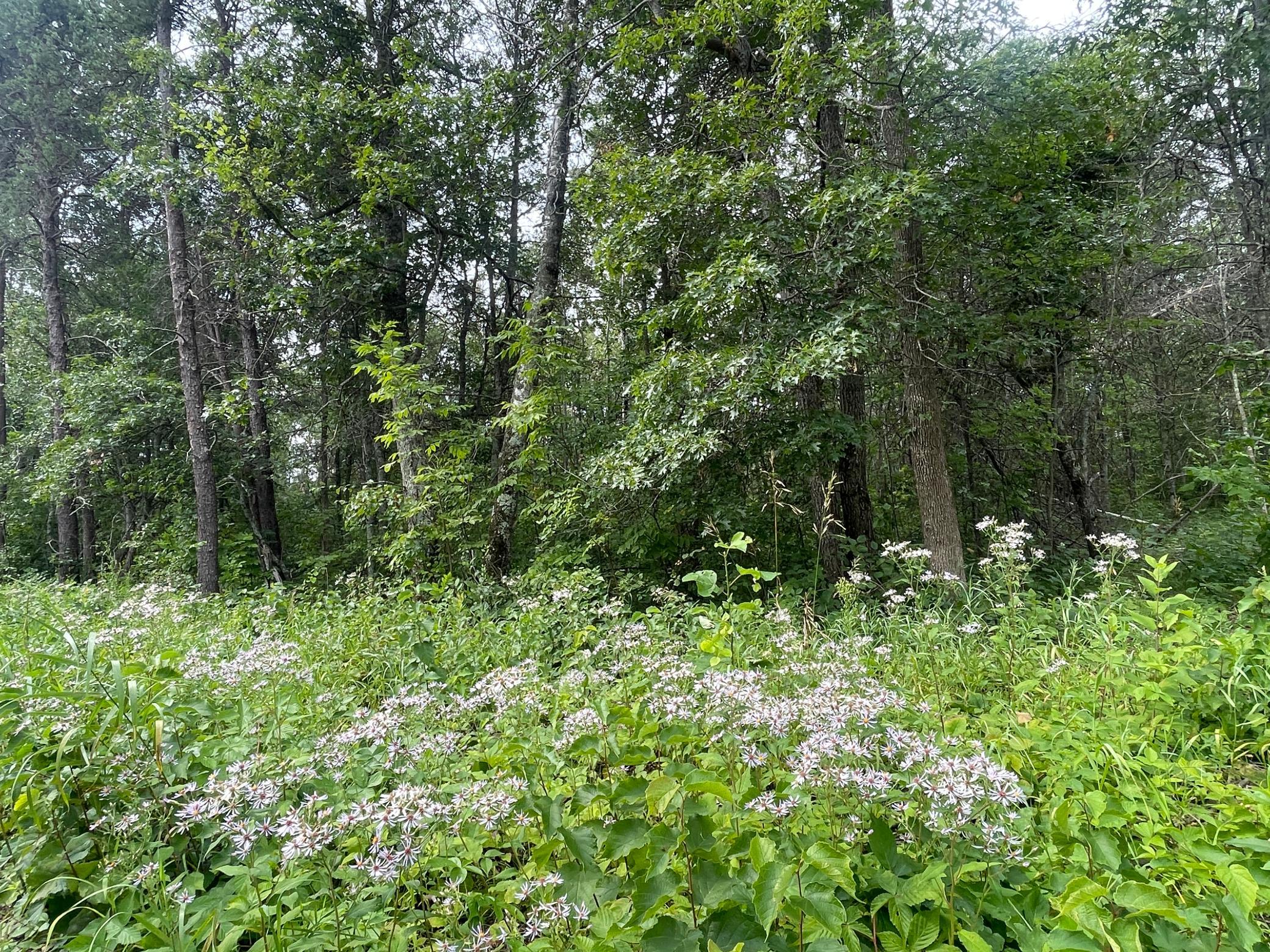 land for sale at Lot 4 Patriot Ave in Pequot Lakes, MN (photo 3 of 35)