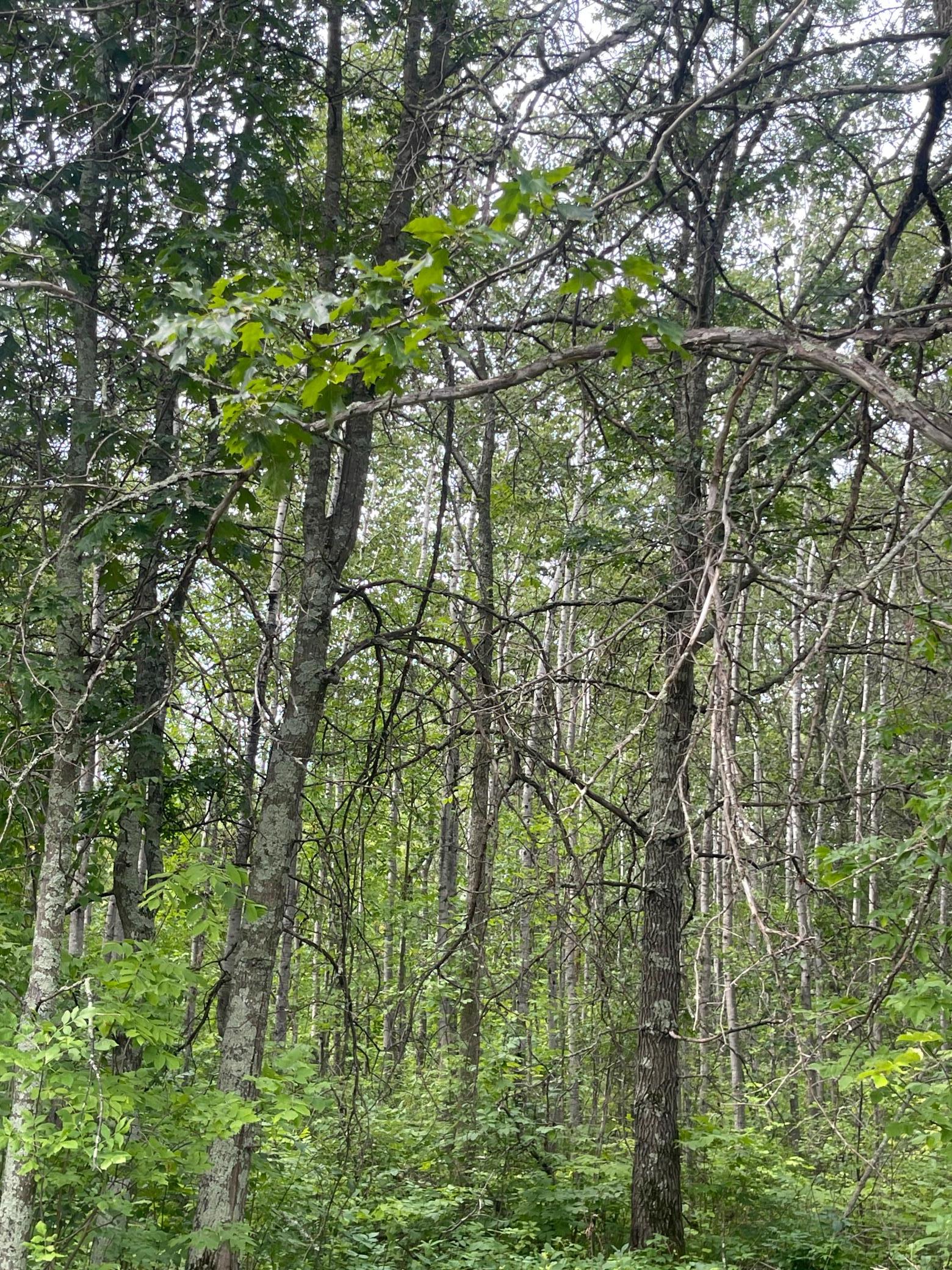 land for sale at Lot 4 Patriot Ave in Pequot Lakes, MN (photo 5 of 35)