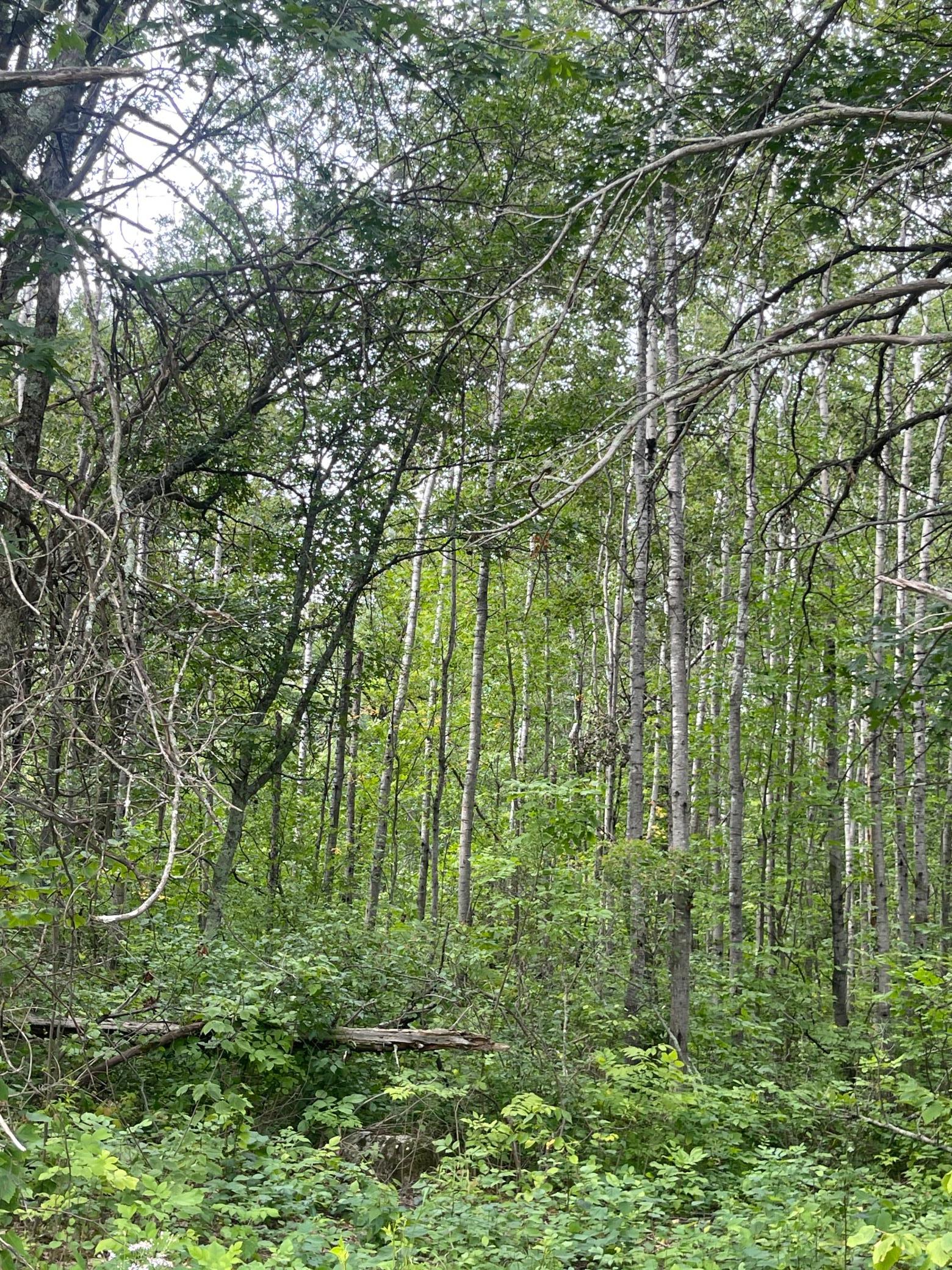 land for sale at Lot 2 Patriot Ave in Pequot Lakes, MN (photo 3 of 41)