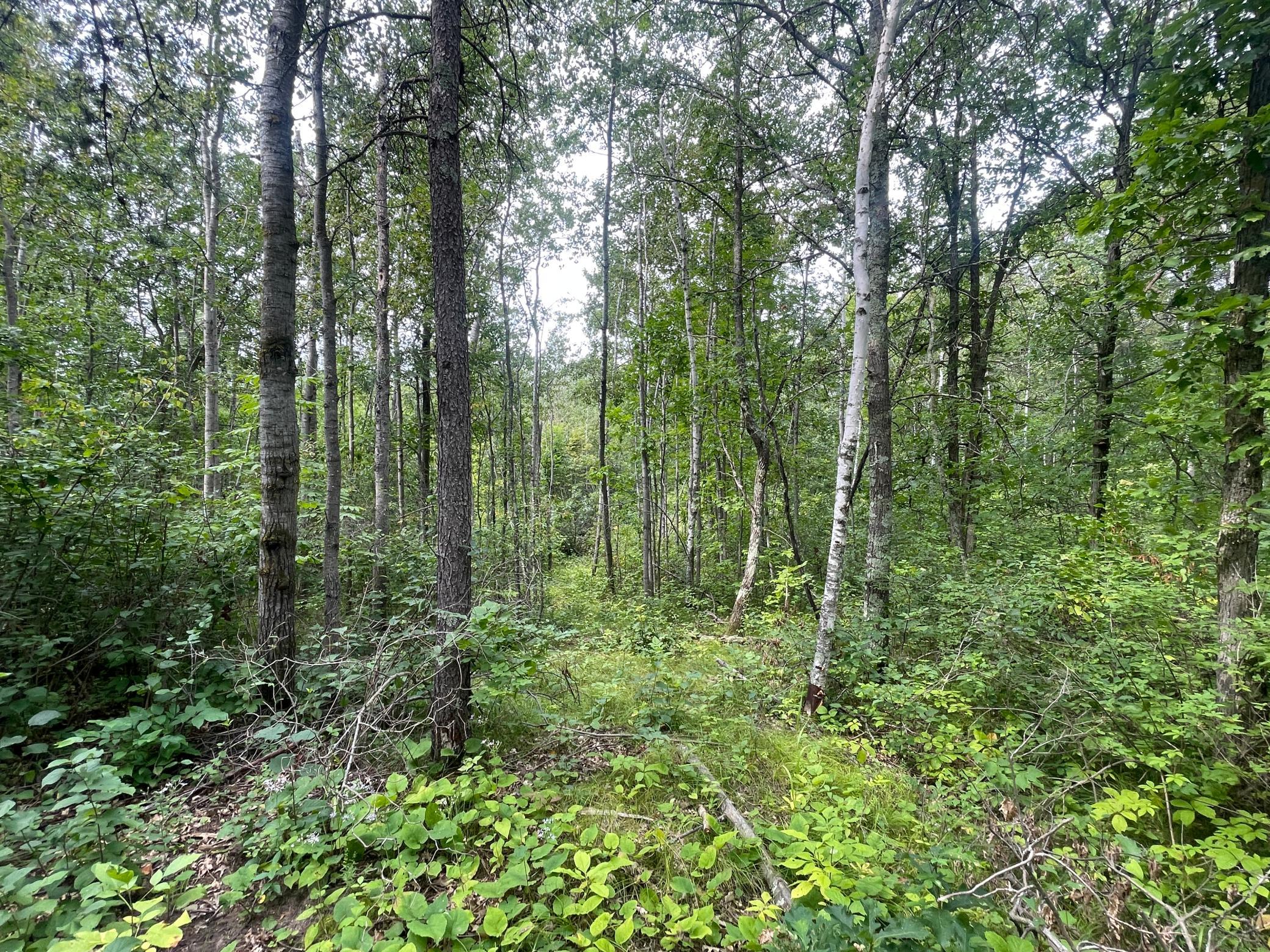 land for sale at Lot 2 Patriot Ave in Pequot Lakes, MN (photo 4 of 41)