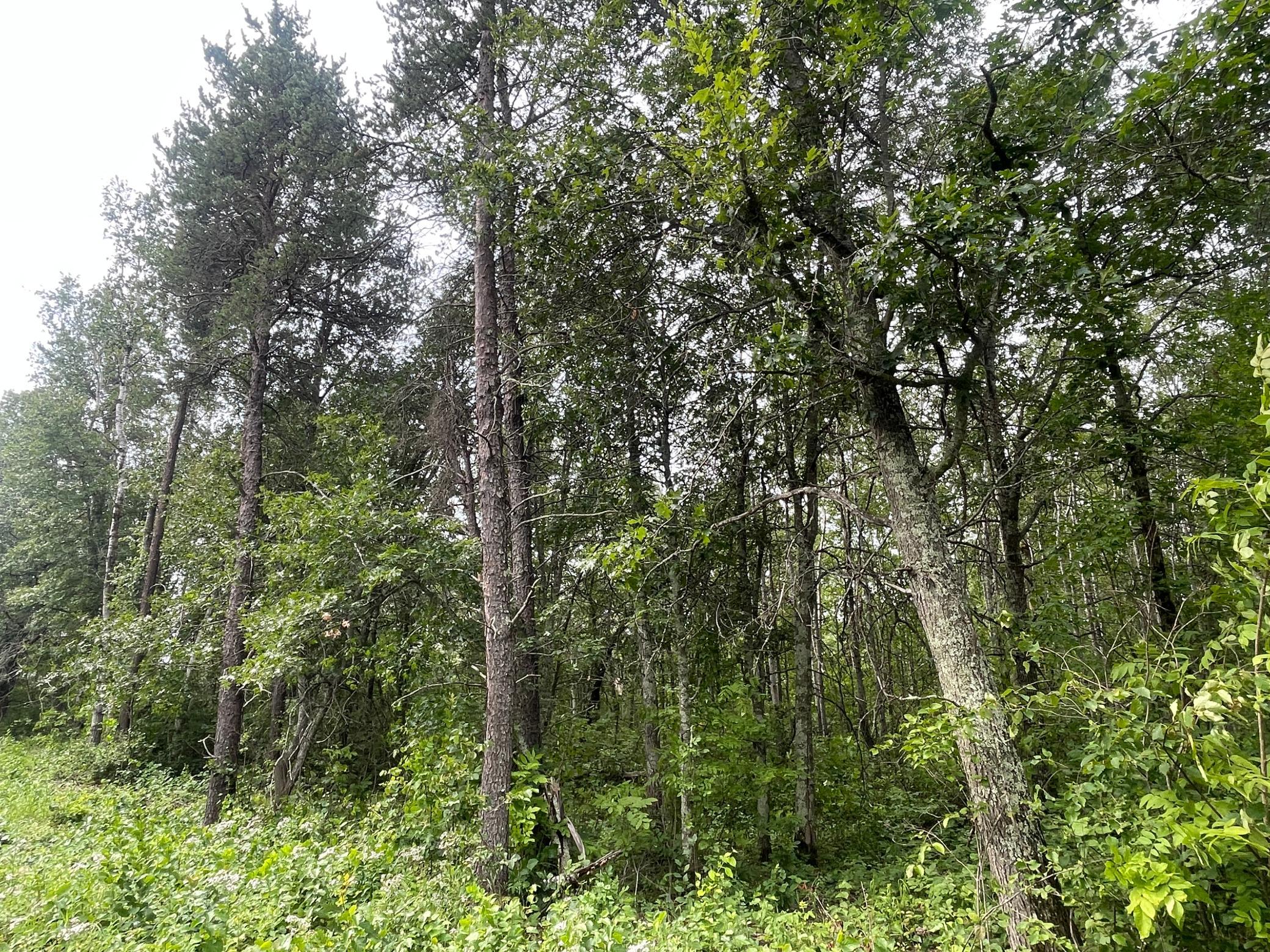 land for sale at Lot 2 Patriot Ave in Pequot Lakes, MN (photo 6 of 41)
