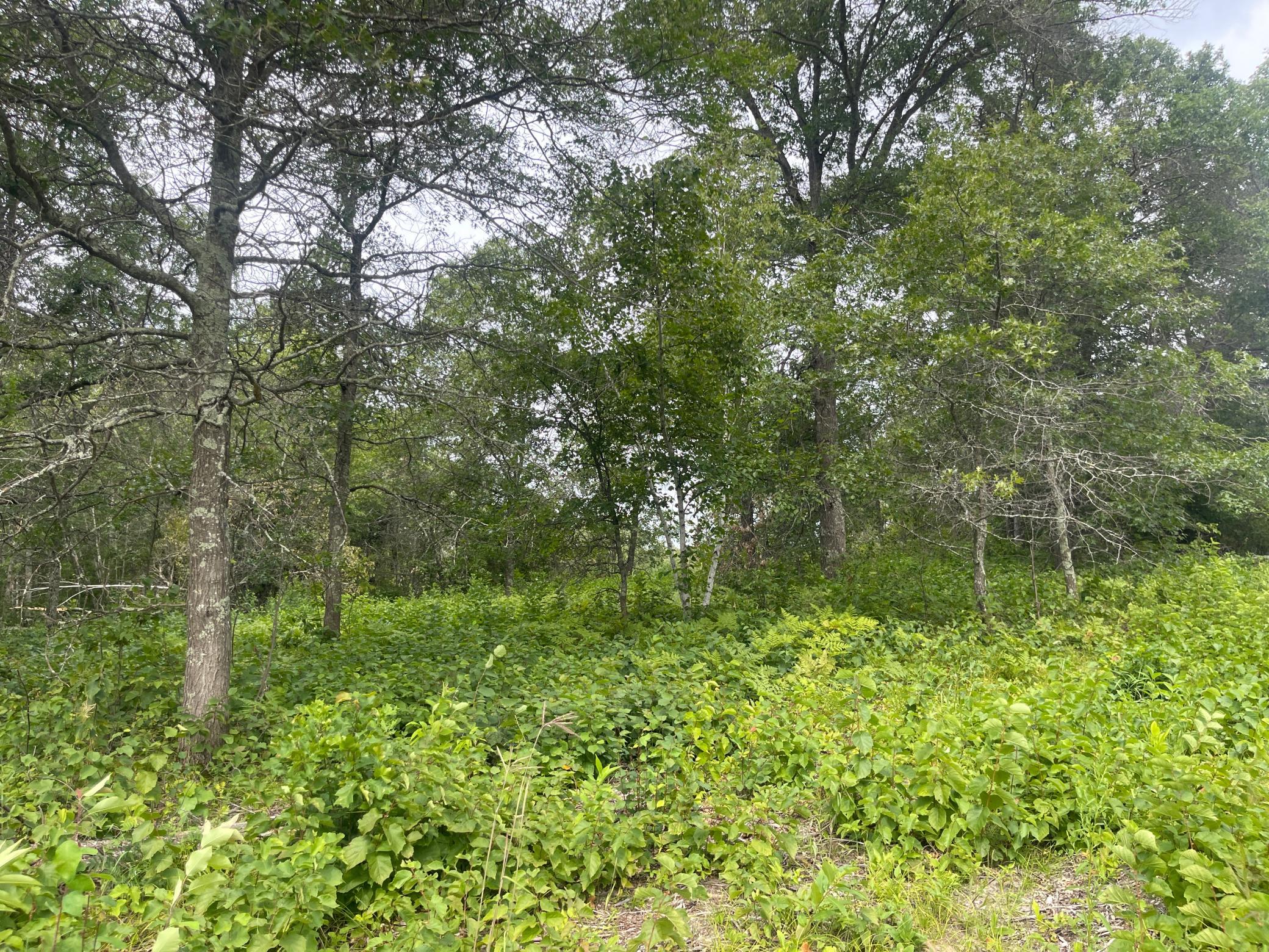 land for sale at Lot 2 Patriot Ave in Pequot Lakes, MN (photo 8 of 41)