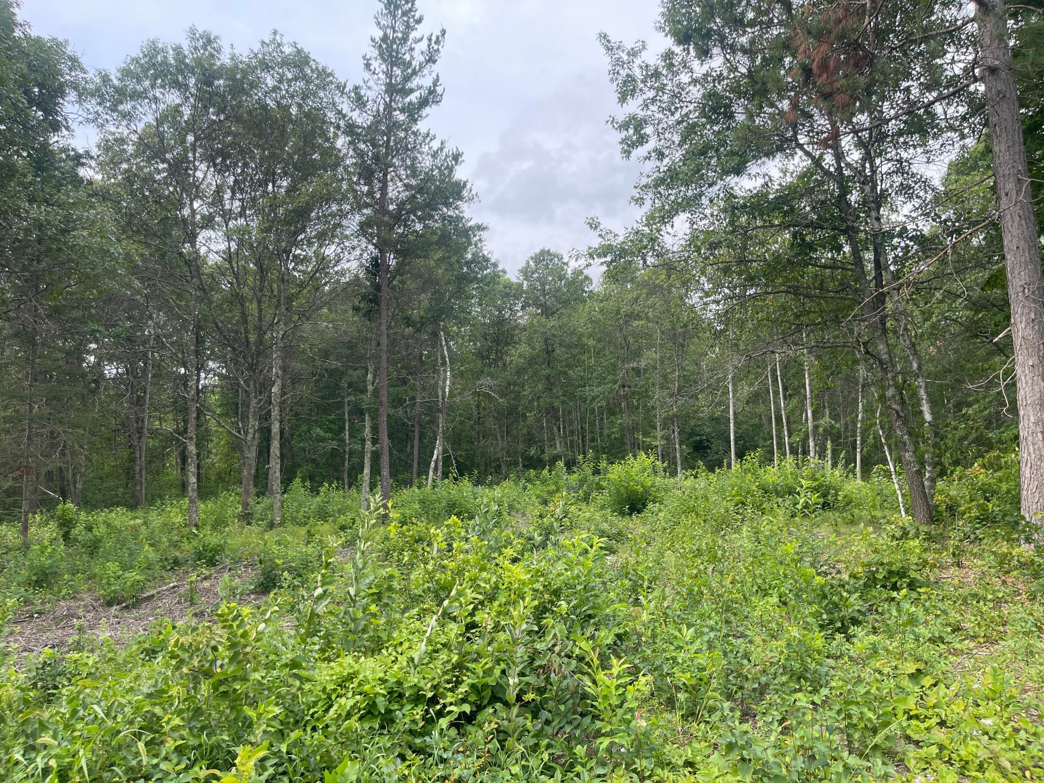 land for sale at Lot 2 Patriot Ave in Pequot Lakes, MN (photo 9 of 41)