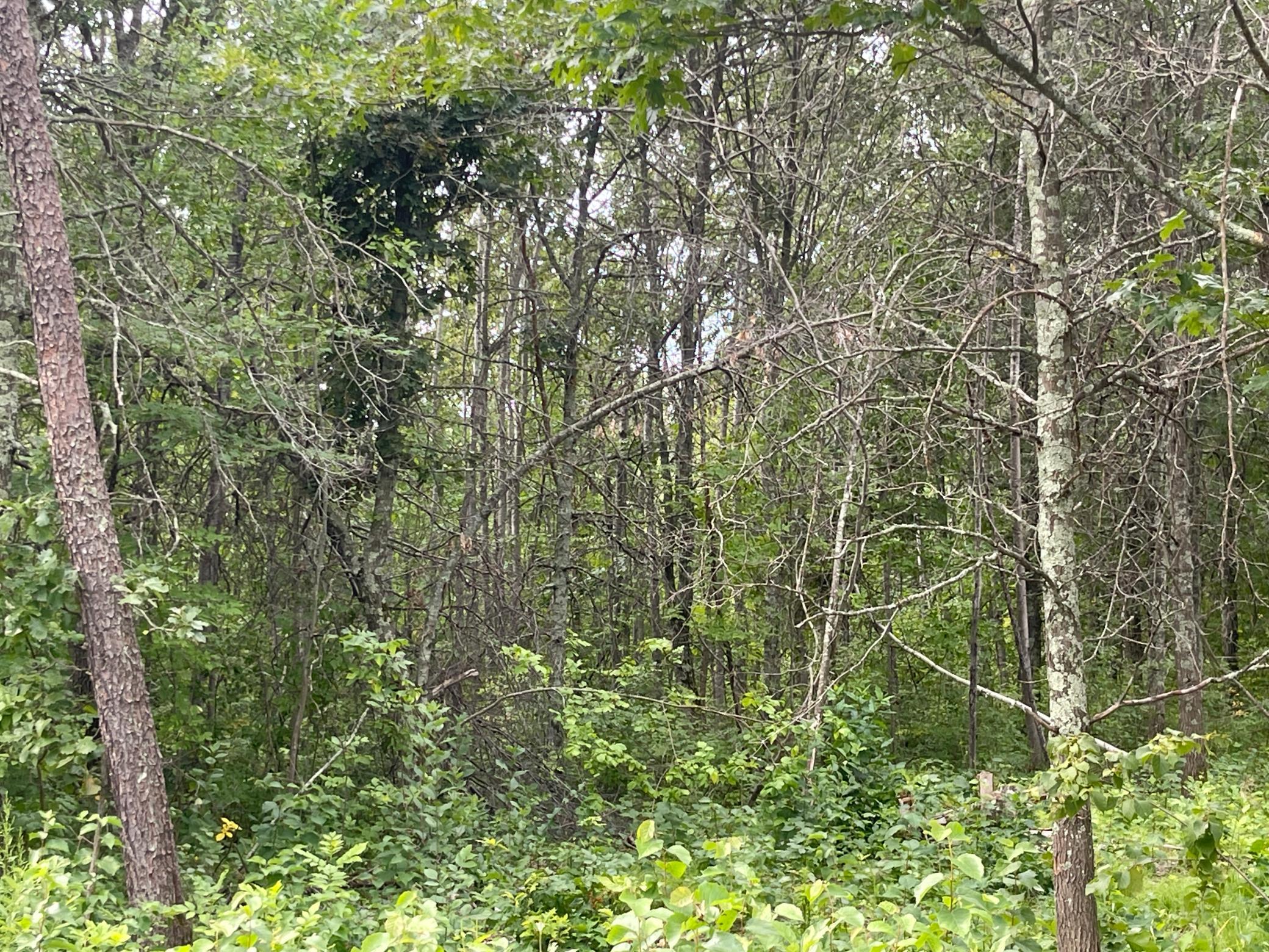 land for sale at Lot 2 Patriot Ave in Pequot Lakes, MN (photo 10 of 41)