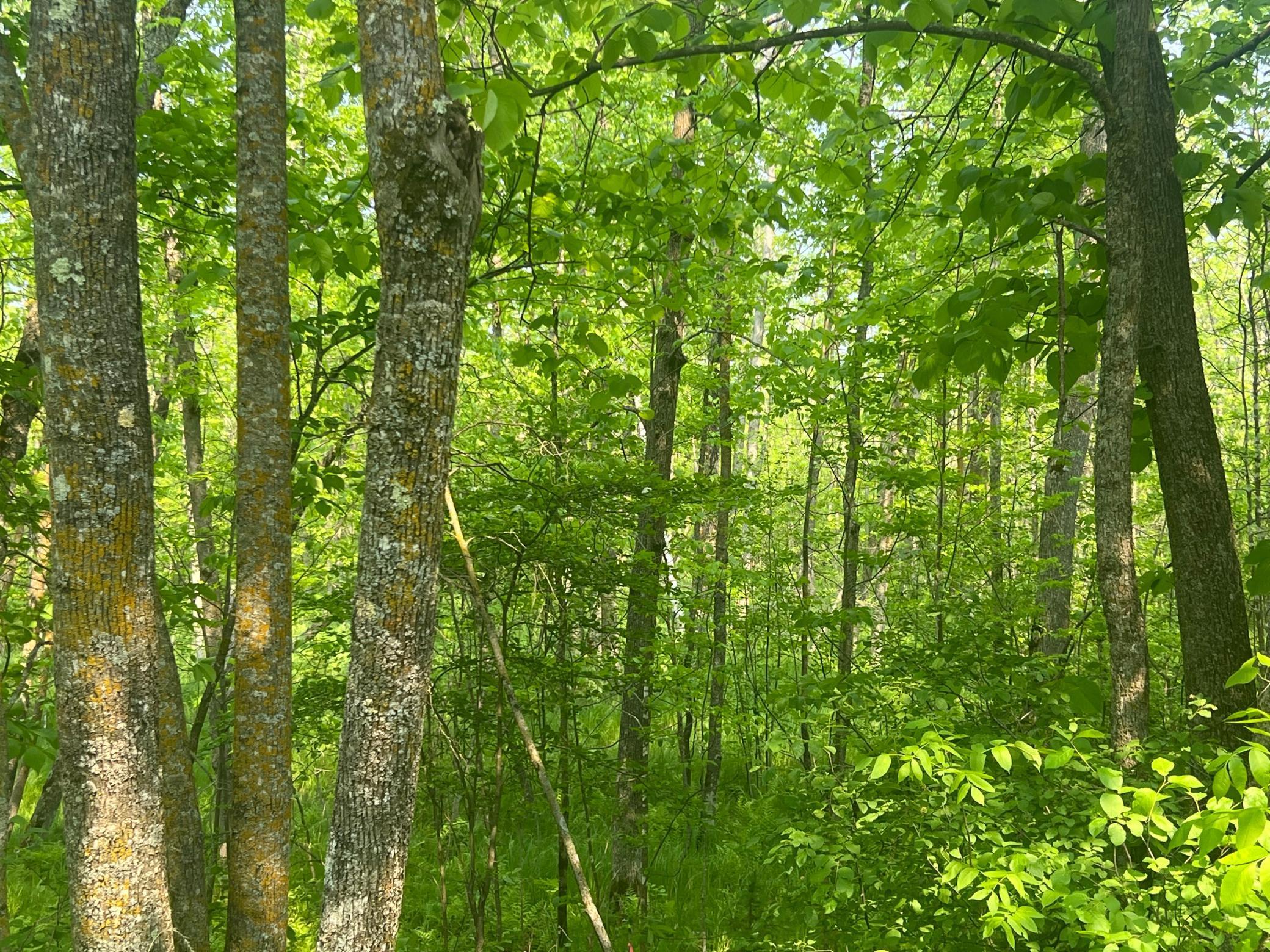 land for sale at TBD Dettbarn Rd. in Nisswa, MN (photo 4 of 6)