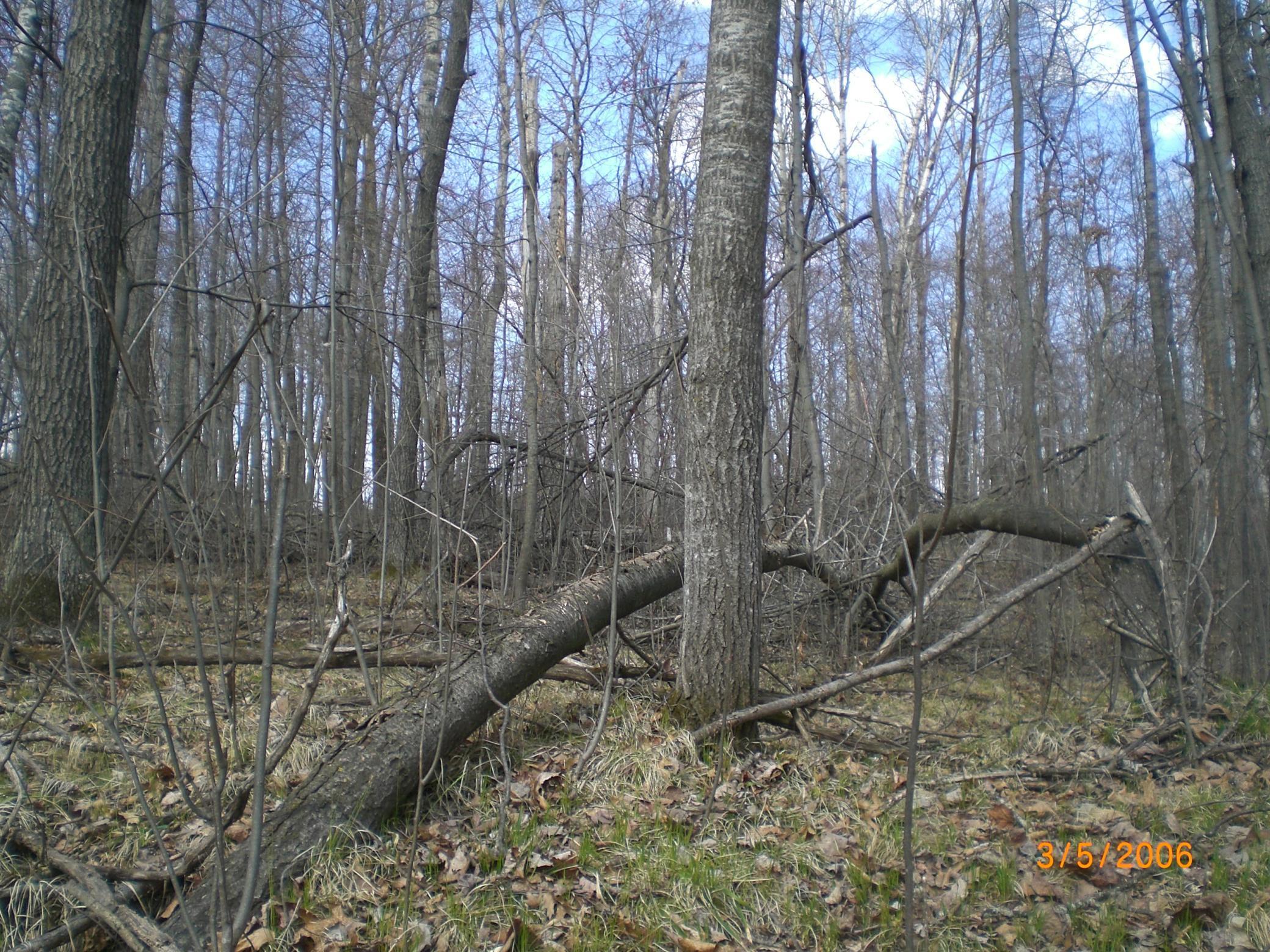 land for sale at Lot 211 Catskill Circle in Breezy Point, MN (photo 3 of 6)