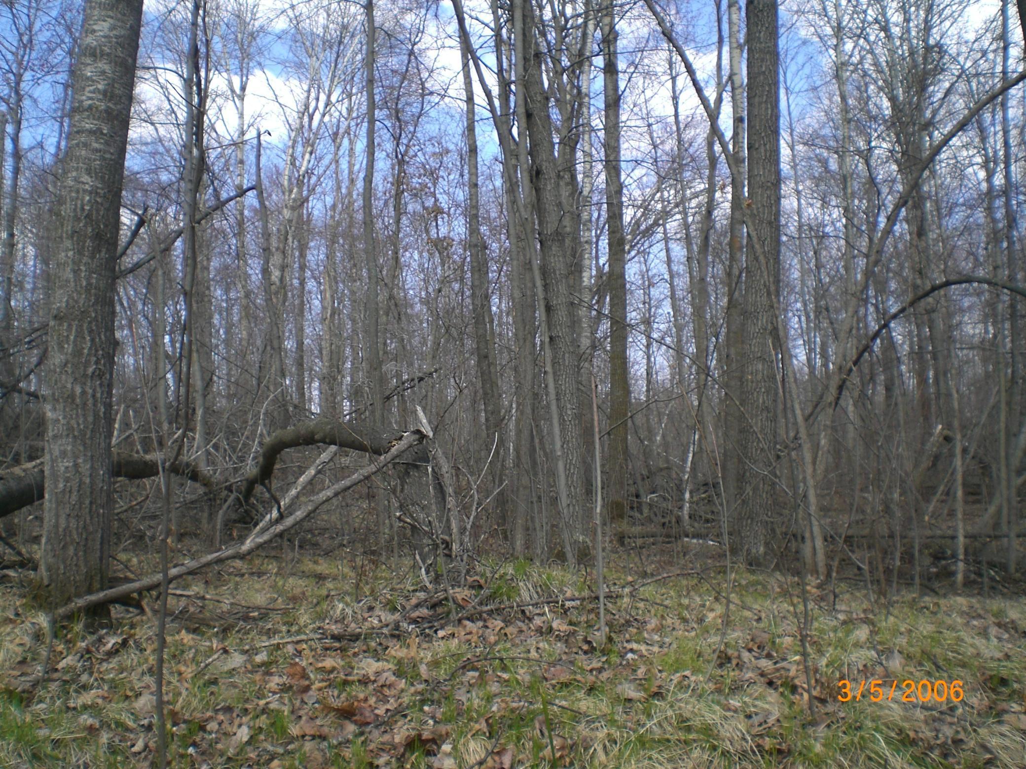 land for sale at Lot 211 Catskill Circle in Breezy Point, MN (photo 4 of 6)