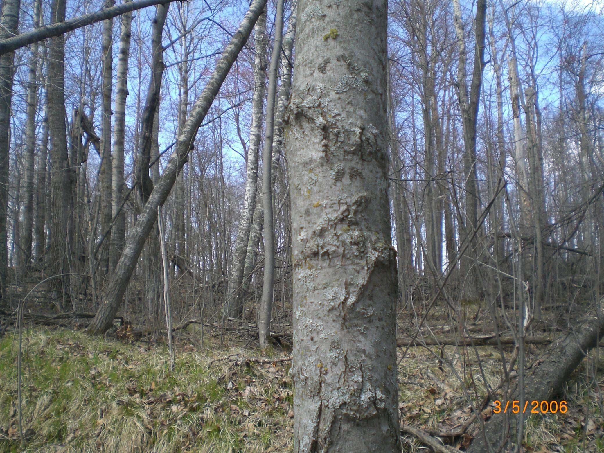 land for sale at Lot 211 Catskill Circle in Breezy Point, MN (photo 6 of 6)
