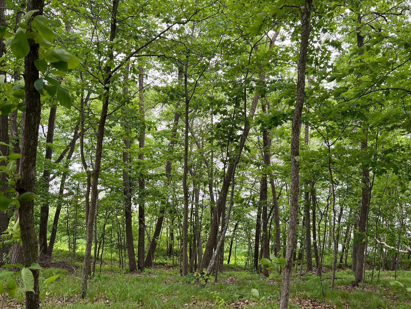5585 Woods Bay Drive NE, Outing MN 56662 - Photo 24 of 40