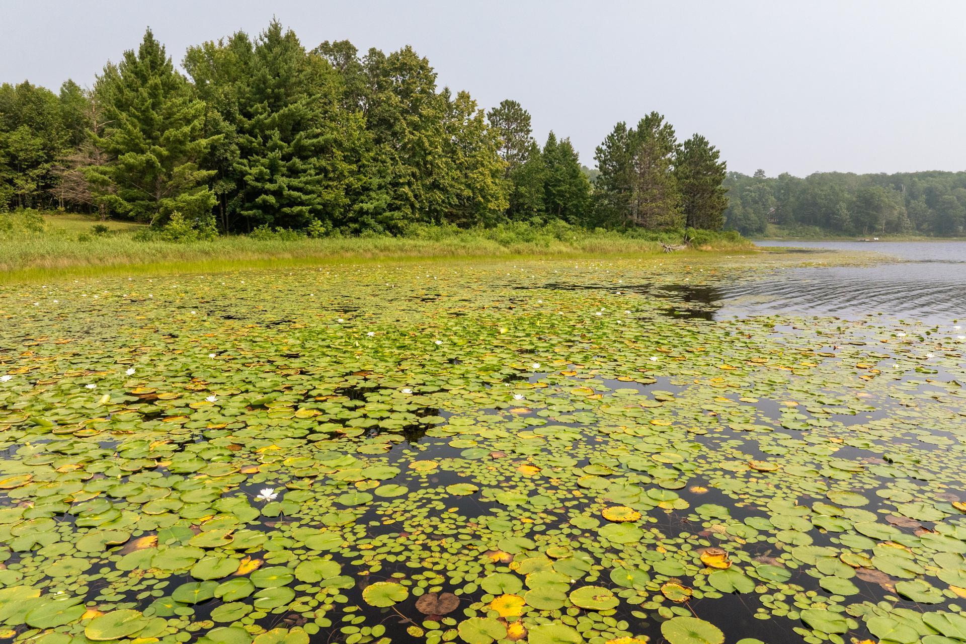 Lot 2 Turtle Lake Drive NW, Walker MN 56484 - Photo 11 of 11