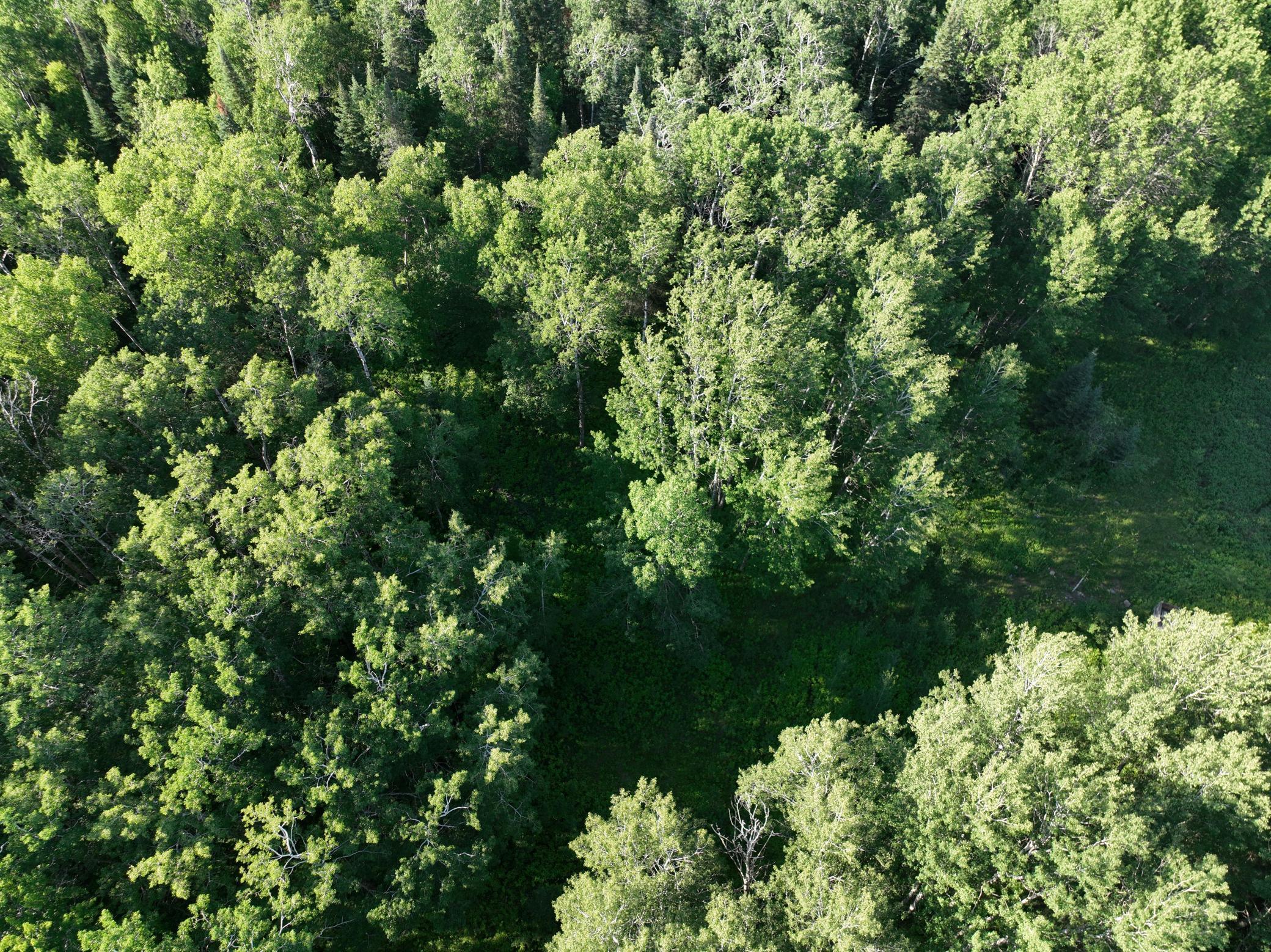 TBD-3 Christmas Point Road NW, Walker MN 56484 - Photo 7 of 12