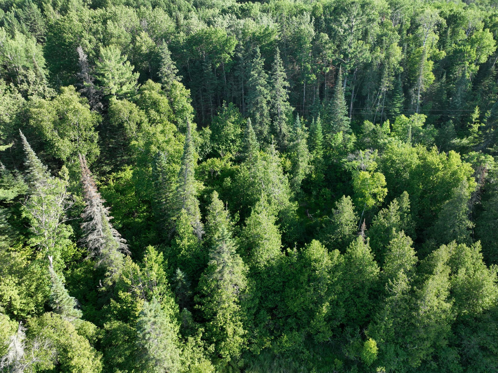 TBD-3 Christmas Point Road NW, Walker MN 56484 - Photo 8 of 12