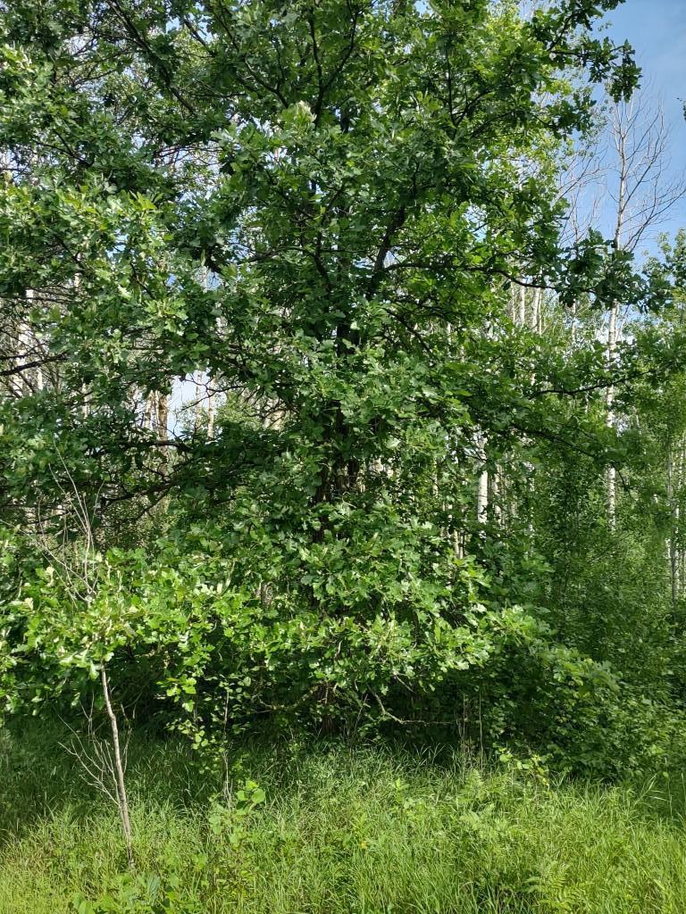 XXXX 159th Avenue, Sebeka MN 56477 - Photo 18 of 39