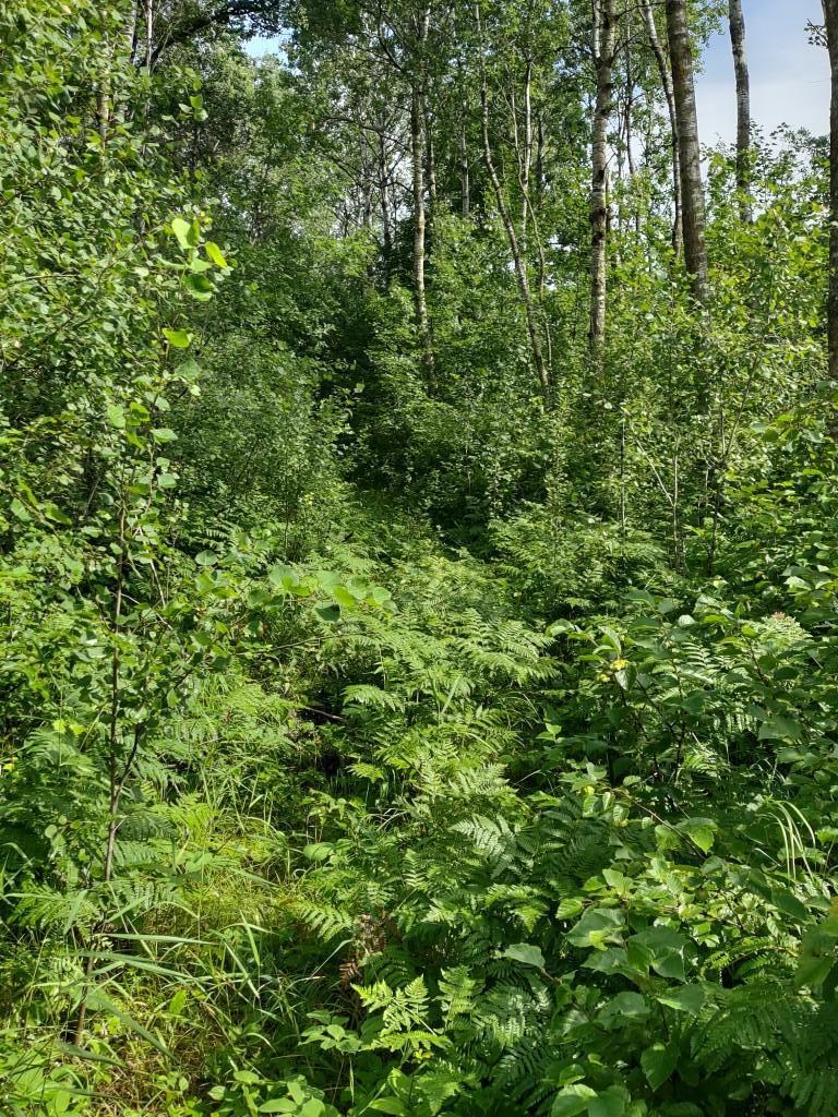 XXXX 159th Avenue, Sebeka MN 56477 - Photo 19 of 39