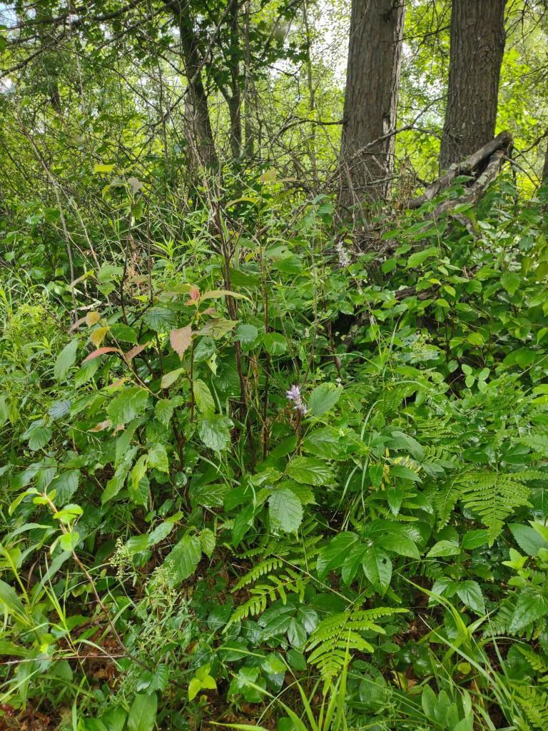 XXXX 159th Avenue, Sebeka MN 56477 - Photo 21 of 39