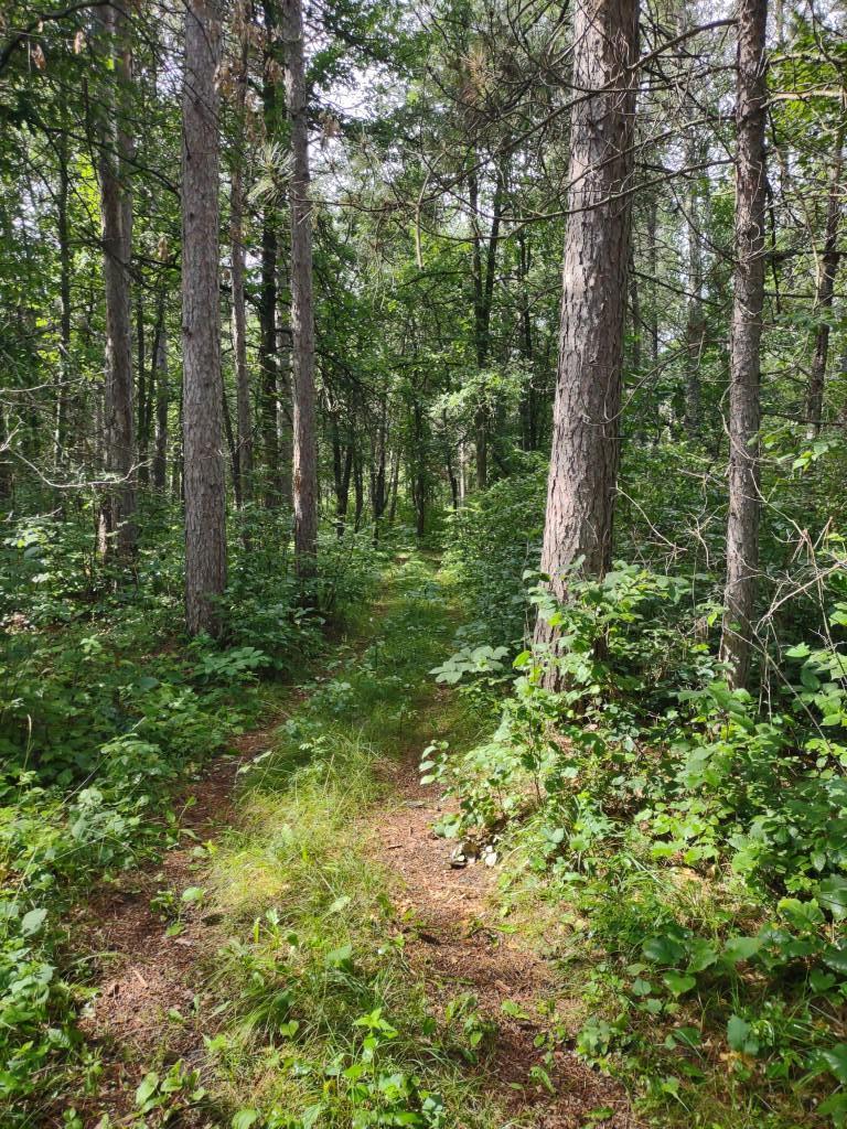 XXXX 159th Avenue, Sebeka MN 56477 - Photo 22 of 39