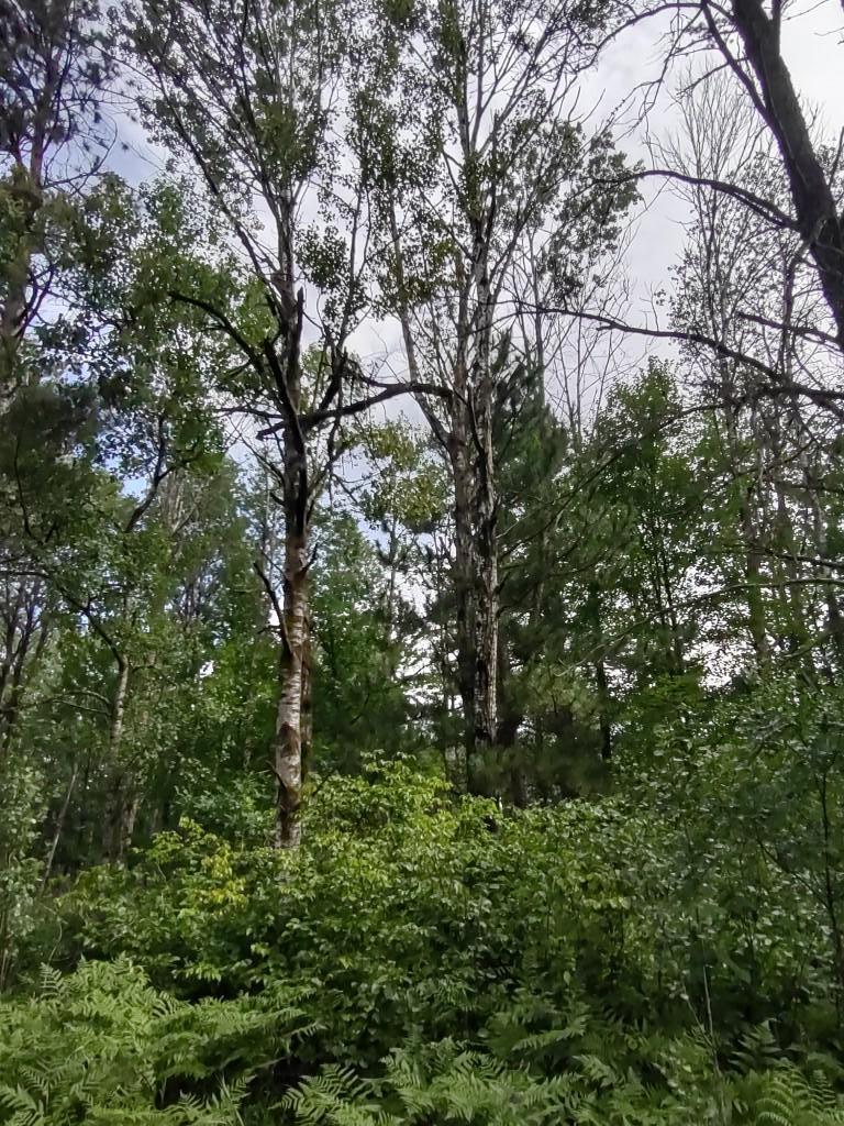 XXXX 159th Avenue, Sebeka MN 56477 - Photo 4 of 39