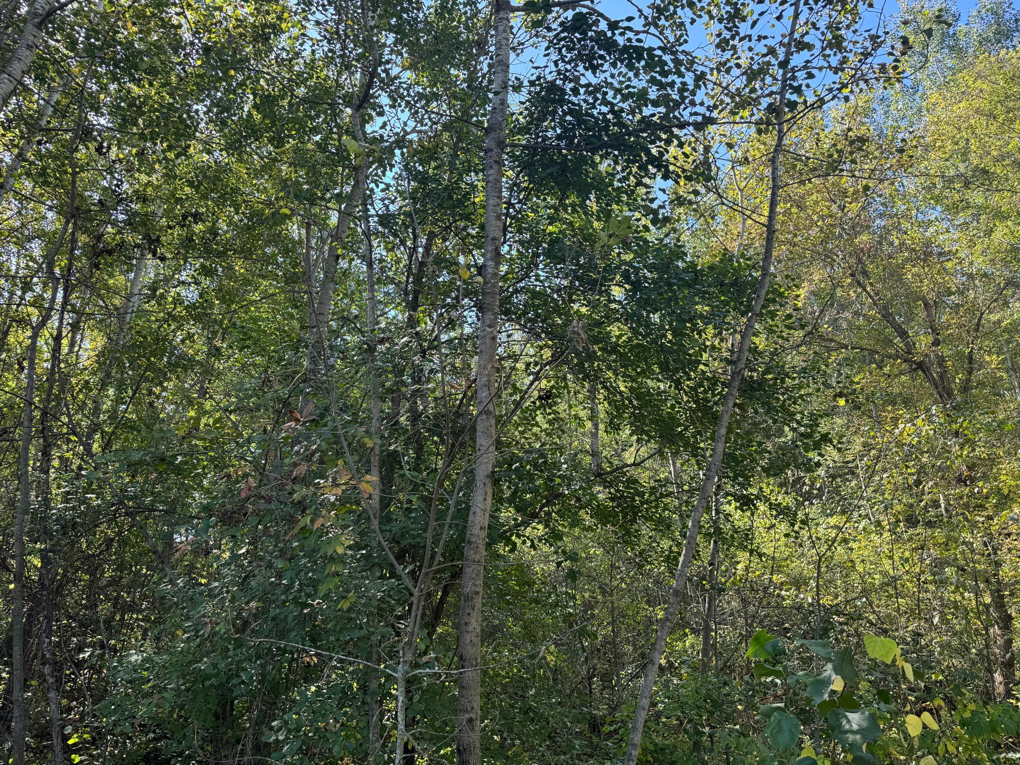 TBD 377th Street, Perham MN 56573 - Photo 8 of 11