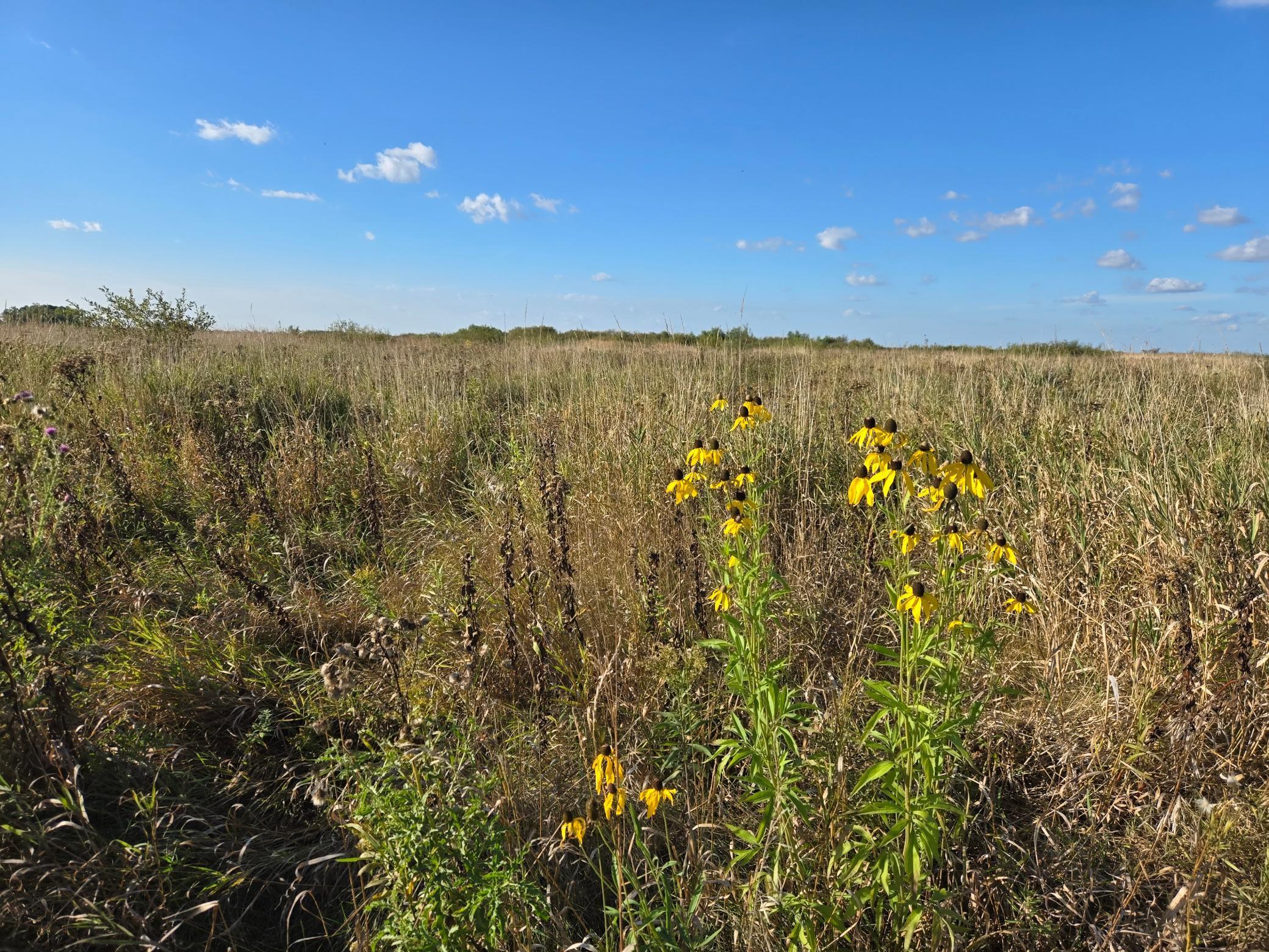 land for sale at TBD 340th Street in Ogema, MN (photo 42 of 76)