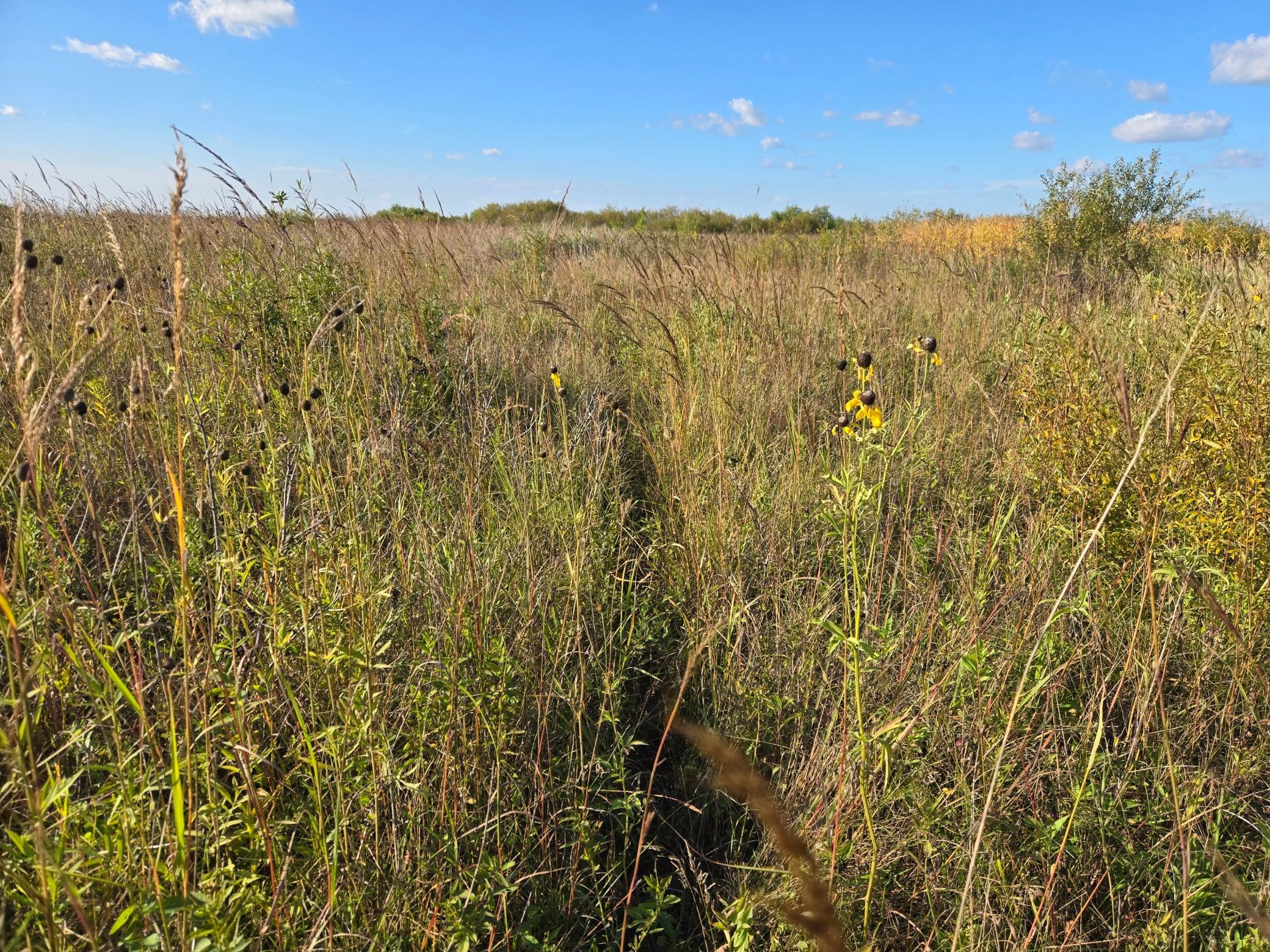 land for sale at TBD 340th Street in Ogema, MN (photo 43 of 76)