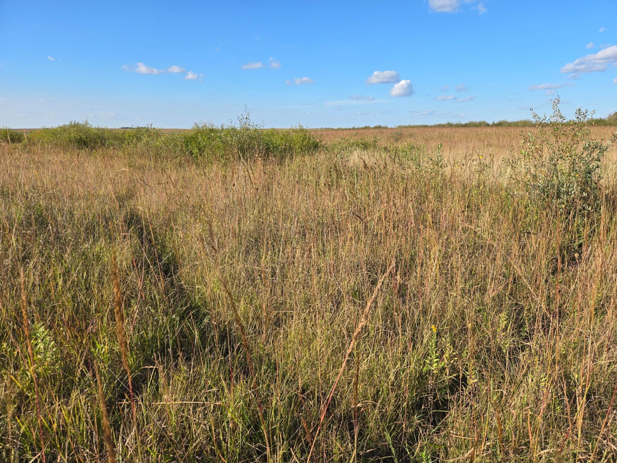 land for sale at TBD 340th Street in Ogema, MN (photo 54 of 76)