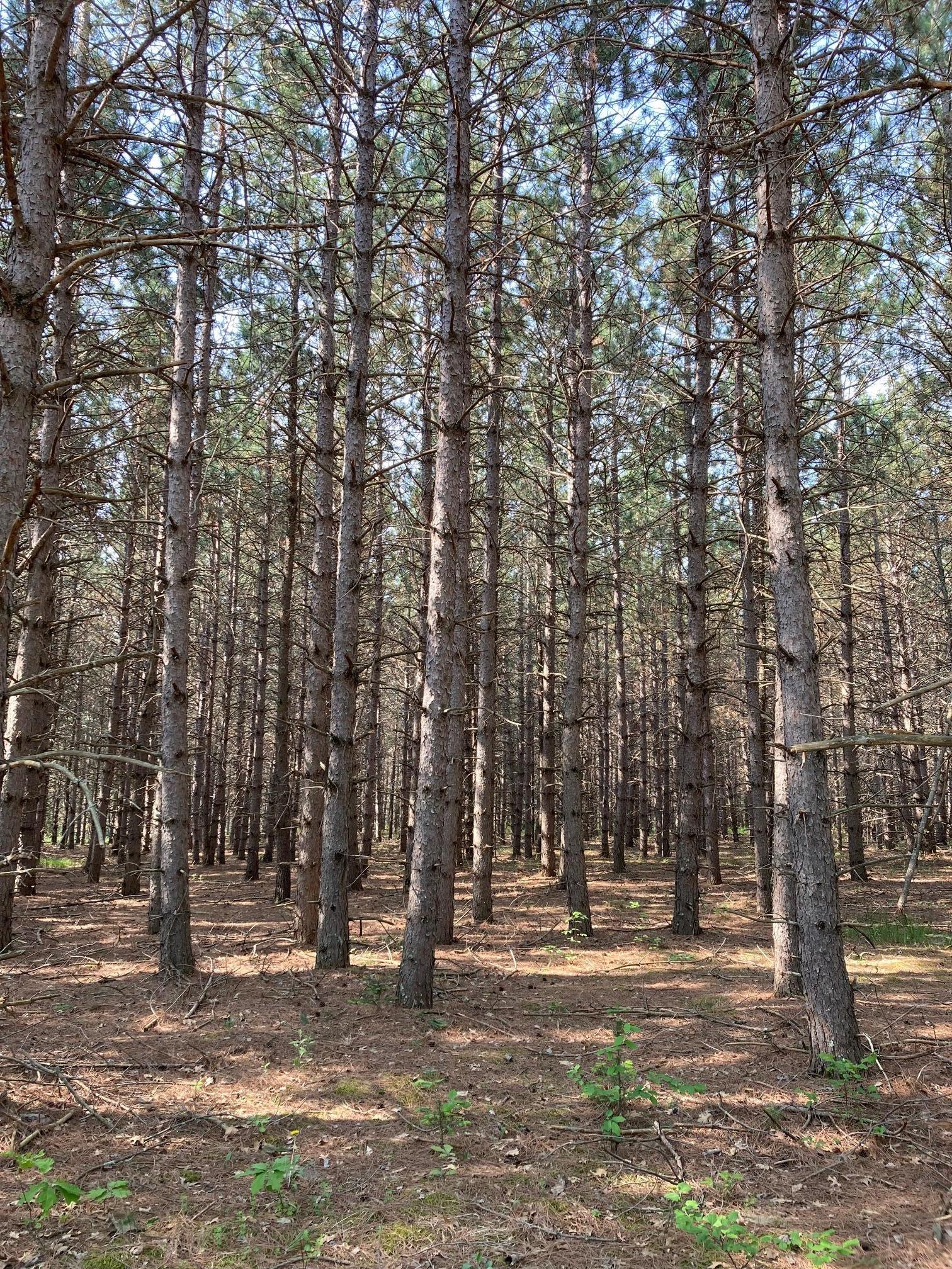 land for sale at lot 2 Fawn Lake Road in Crosslake, MN (photo 4 of 5)