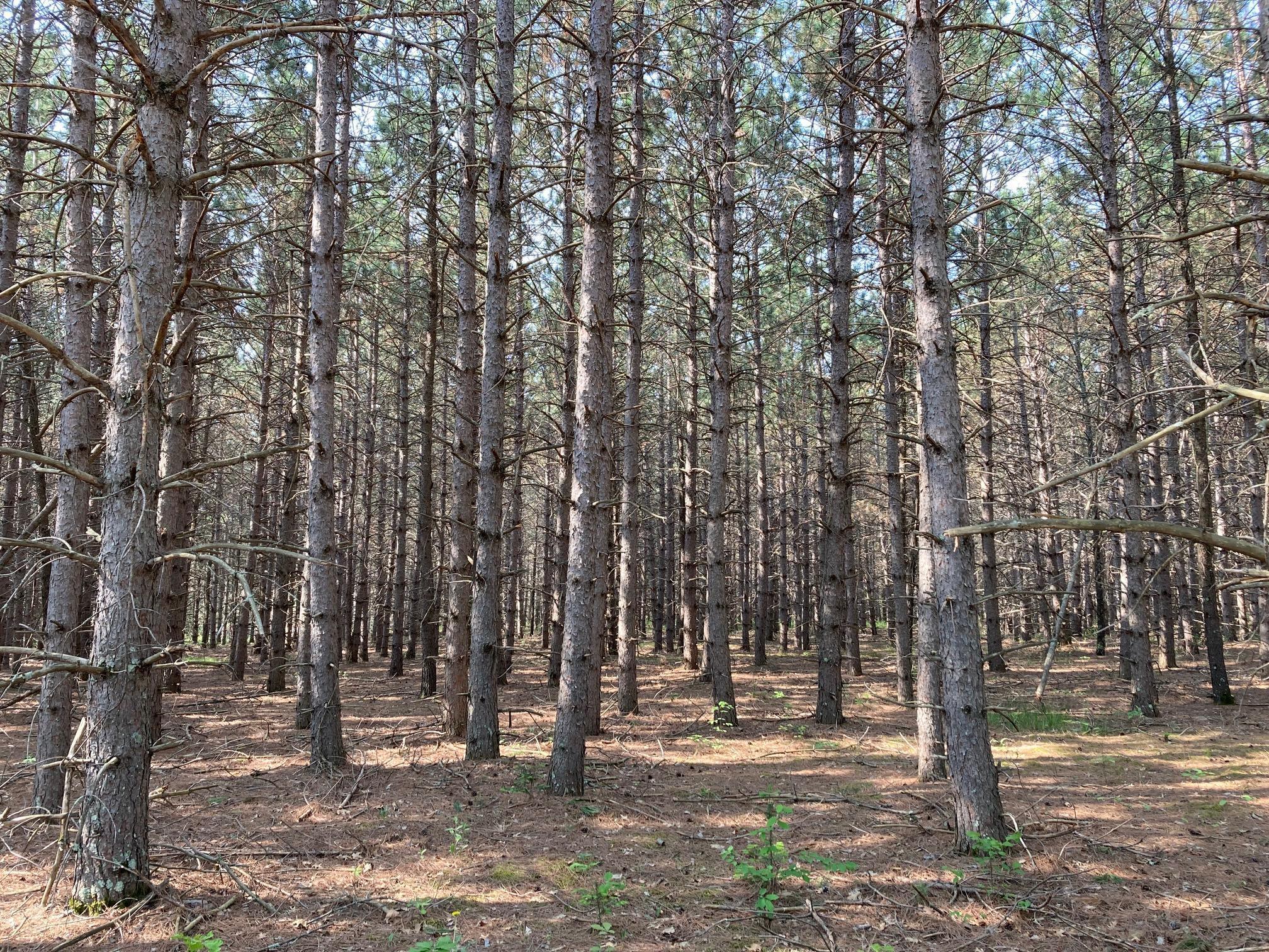 land for sale at lot 2 Fawn Lake Road in Crosslake, MN (photo 5 of 5)