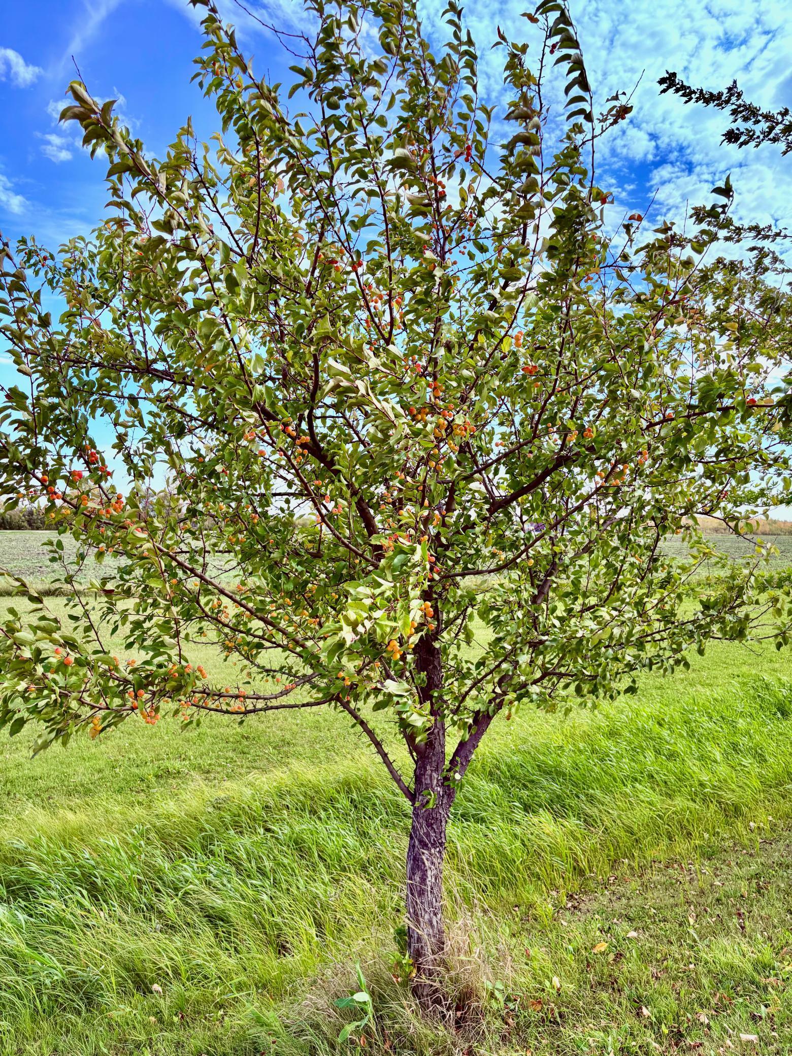 1974 single family home for sale at 1401 State Highway 11 SW in Baudette, MN — 4 bed, 3 bath (photo 10 of 50)