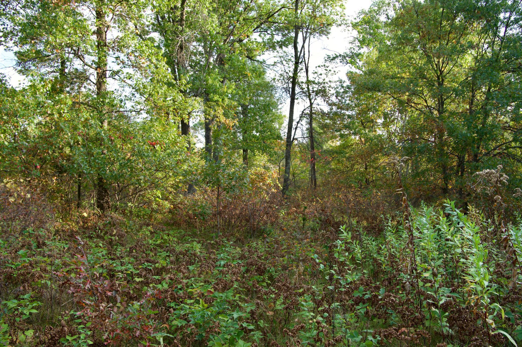 land for sale at Tract B HWY 371 in Brainerd, MN (photo 4 of 17)