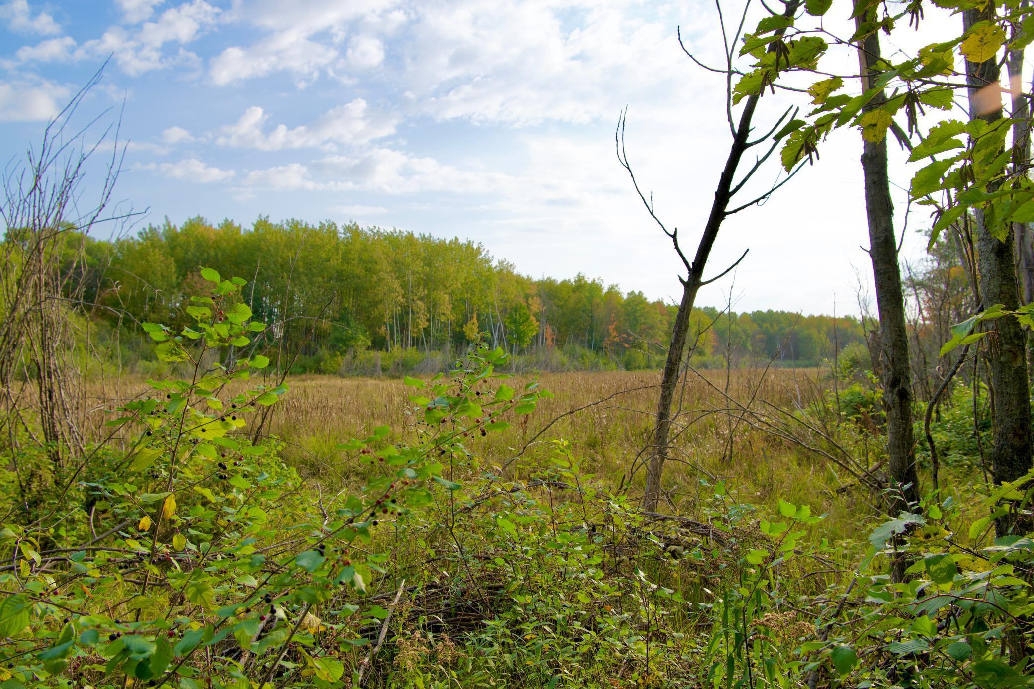 land for sale at Tract B HWY 371 in Brainerd, MN (photo 8 of 17)