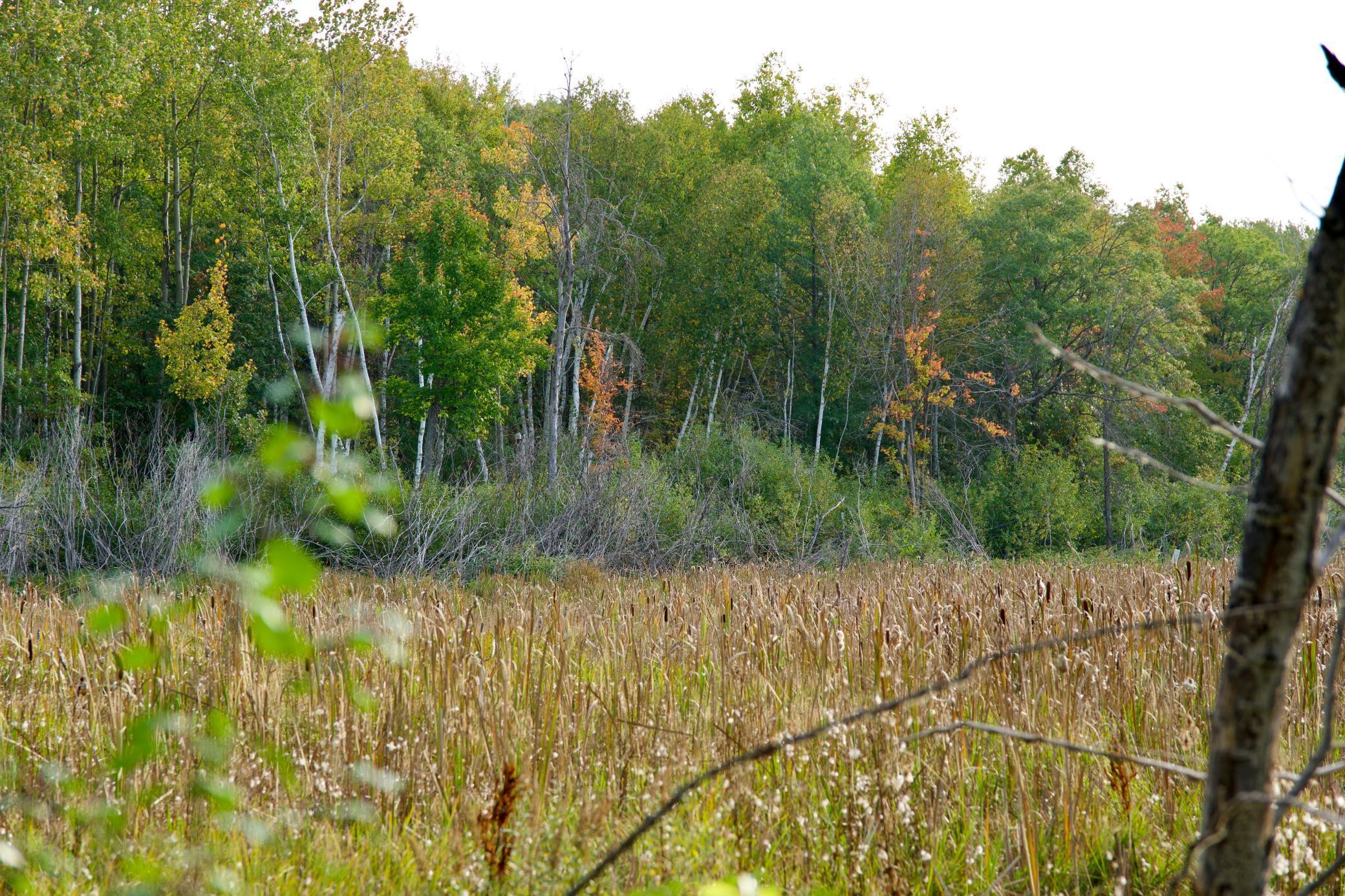 land for sale at 21.8 Acres Hwy 371 in Brainerd, MN (photo 9 of 17)