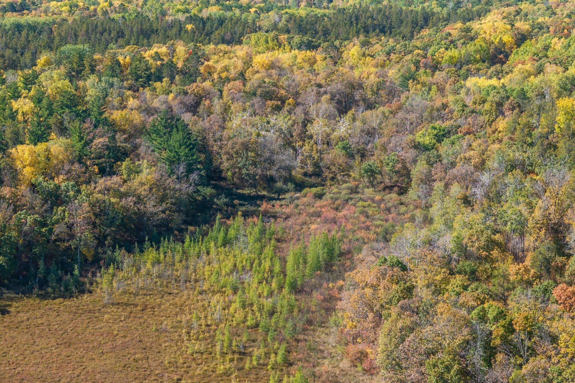 land for sale at Tracts B & C TBD Ossawinnamakee Road in Pequot Lakes, MN (photo 10 of 12)
