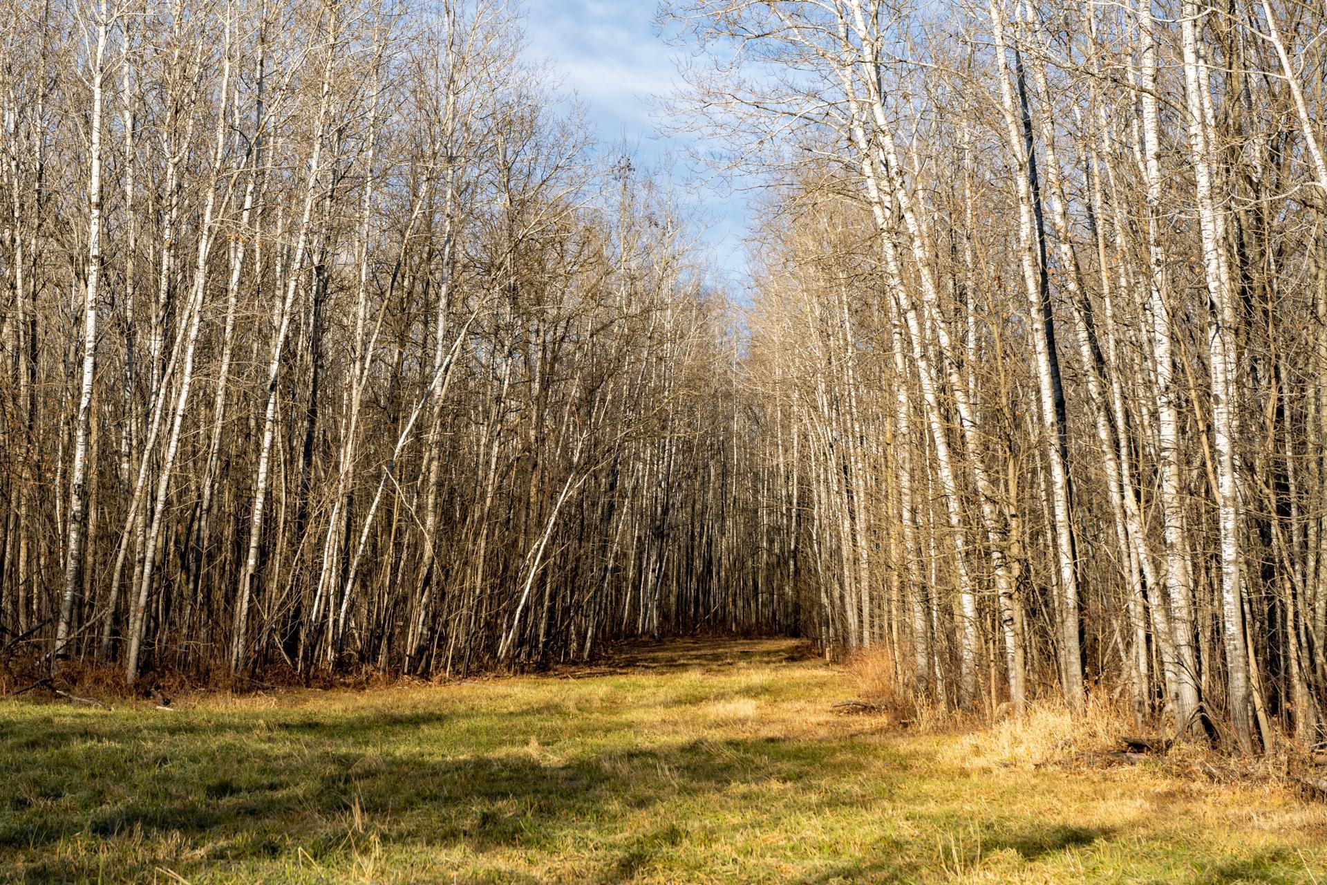 land for sale at TBD 48th Street SW in Pine River, MN (photo 8 of 31)