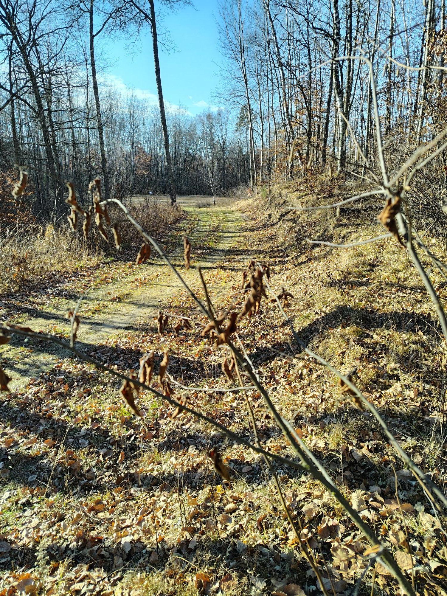 land for sale at 28515 Fools Lake Drive in Park Rapids, MN (photo 6 of 16)